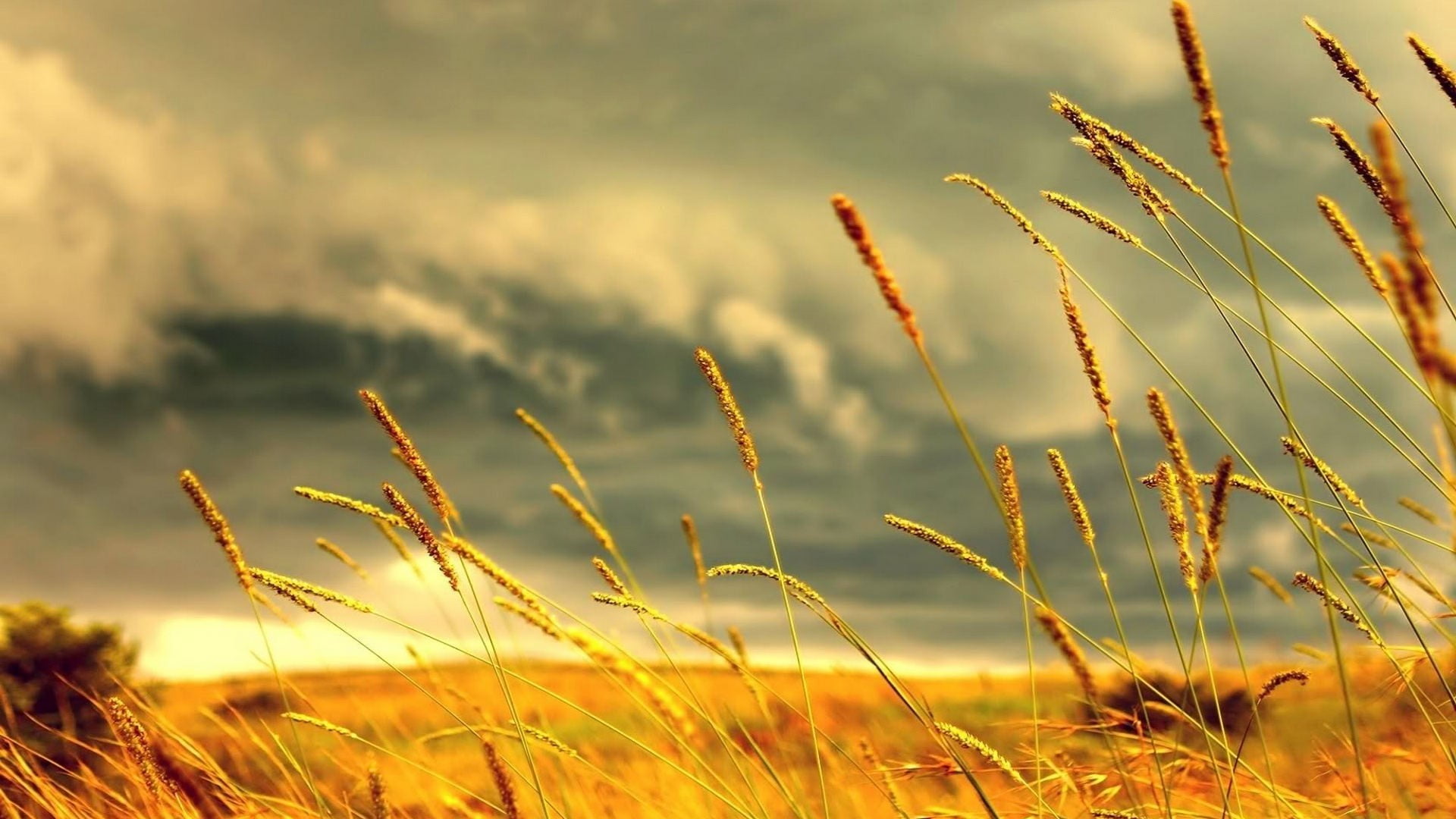 spikelets, grasses, 1080P, sunset, landscape, nature, leafed, agriculture, growth, beauty in nature, field, sunlight, cloud - sky, outdoors, day, focus on foreground, HD Wallpaper