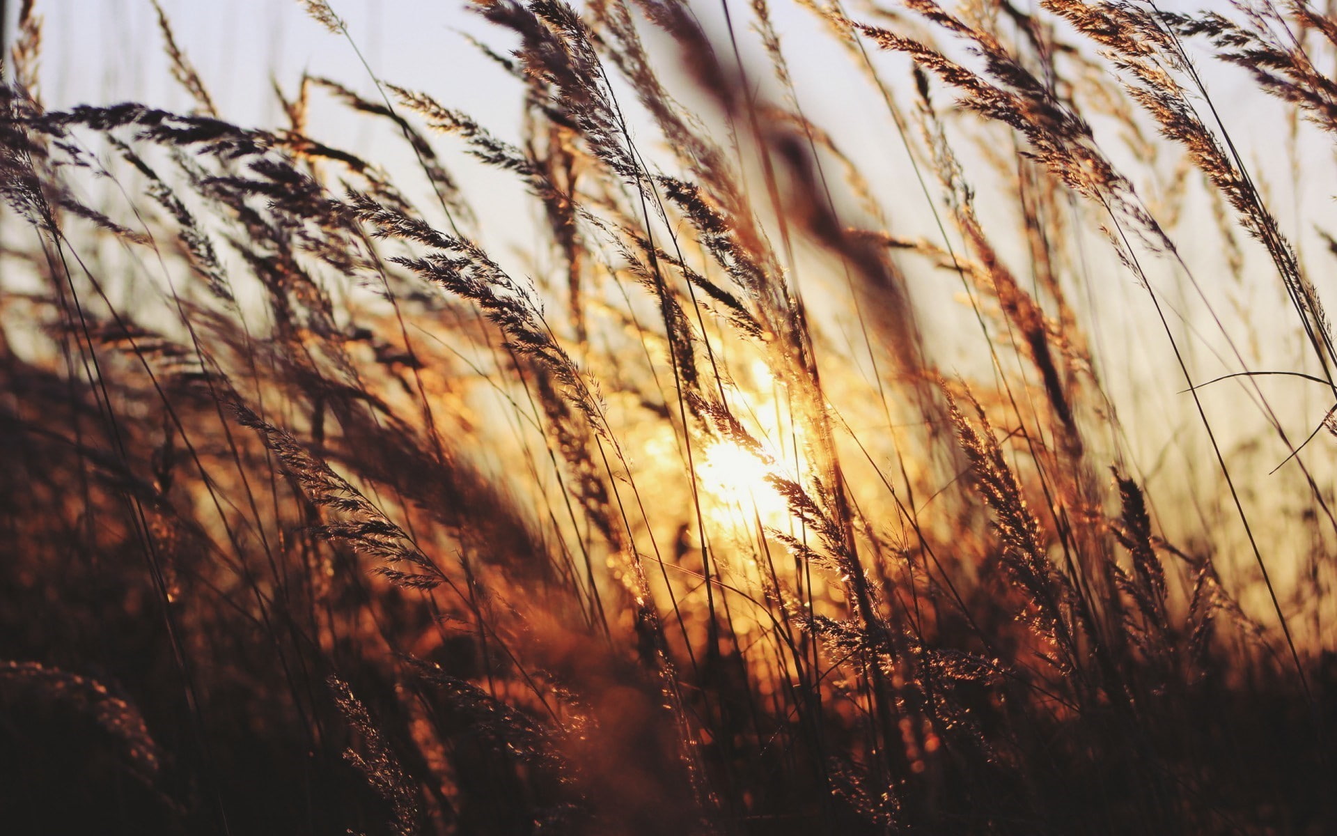 plants, silhouette, 1080P, spikelets, nature, sunlight, HD Wallpaper