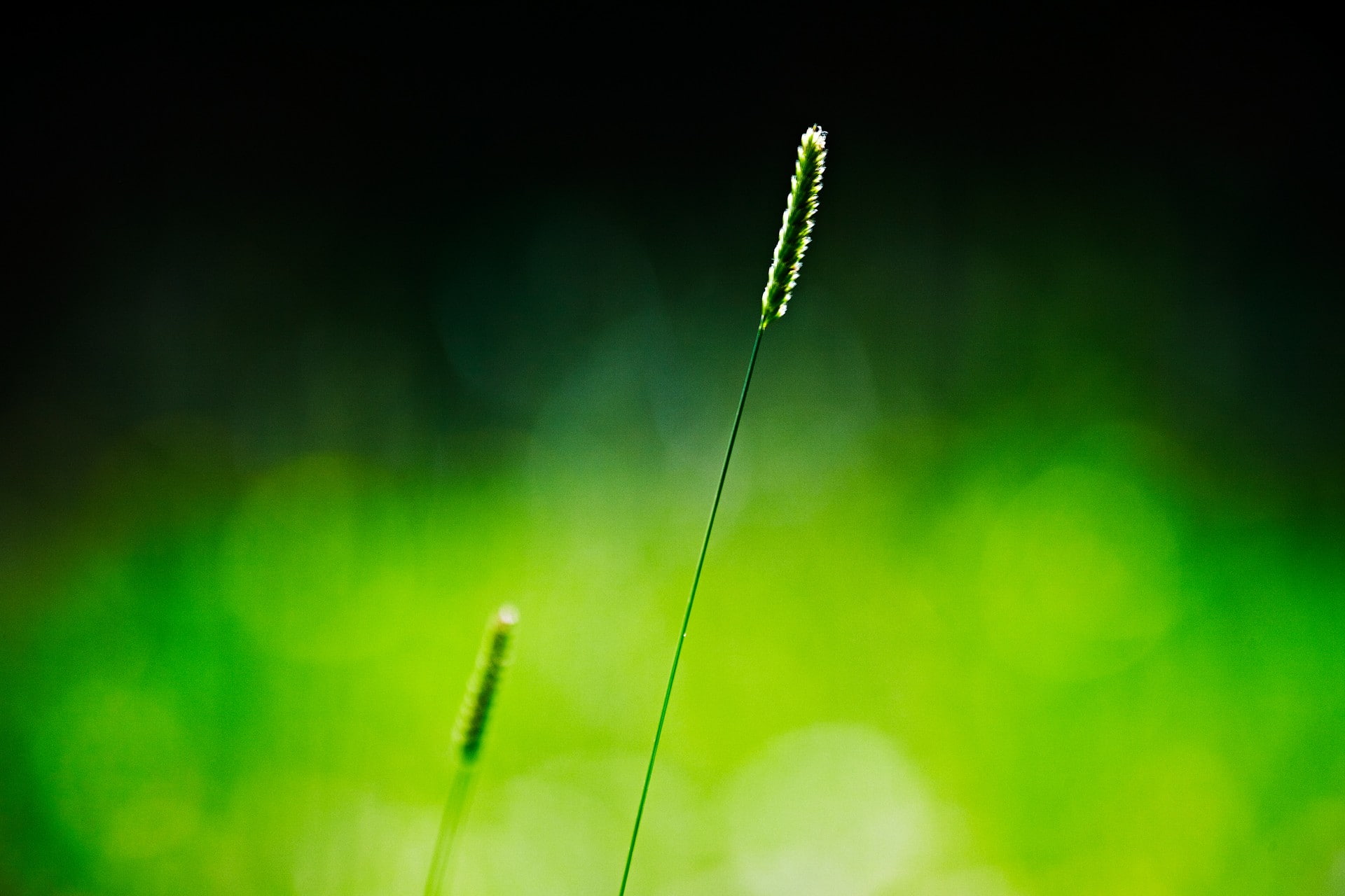 outdoors, water, green, blade of grass, 1080P, plant stem, green color, spikelets, no people, focus on foreground, day, simple background, fragility, vulnerability, HD Wallpaper