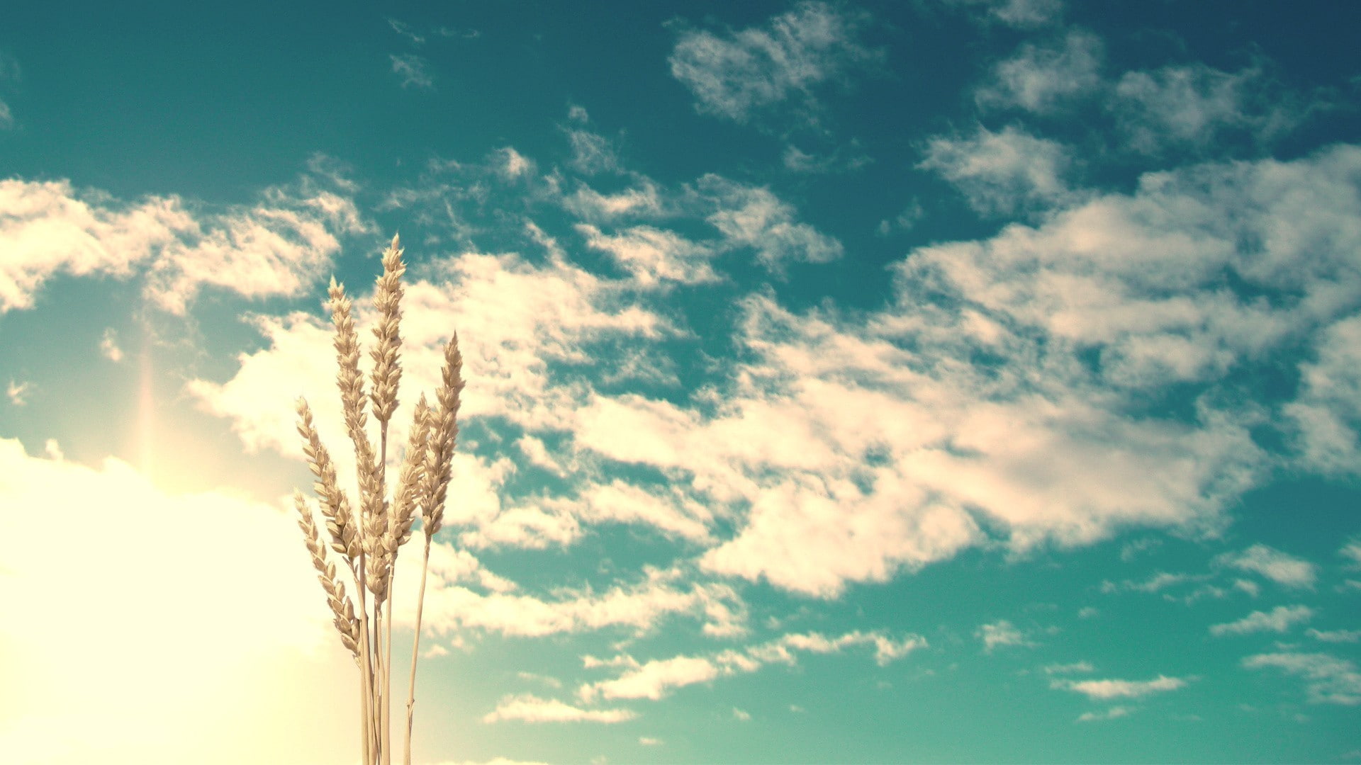 environment, tranquility, panoramic, nature, Sun, spikelets, 1080P, softness, sunlight, clouds, low angle view, cloudscape, beauty in nature, day, plant, HD Wallpaper