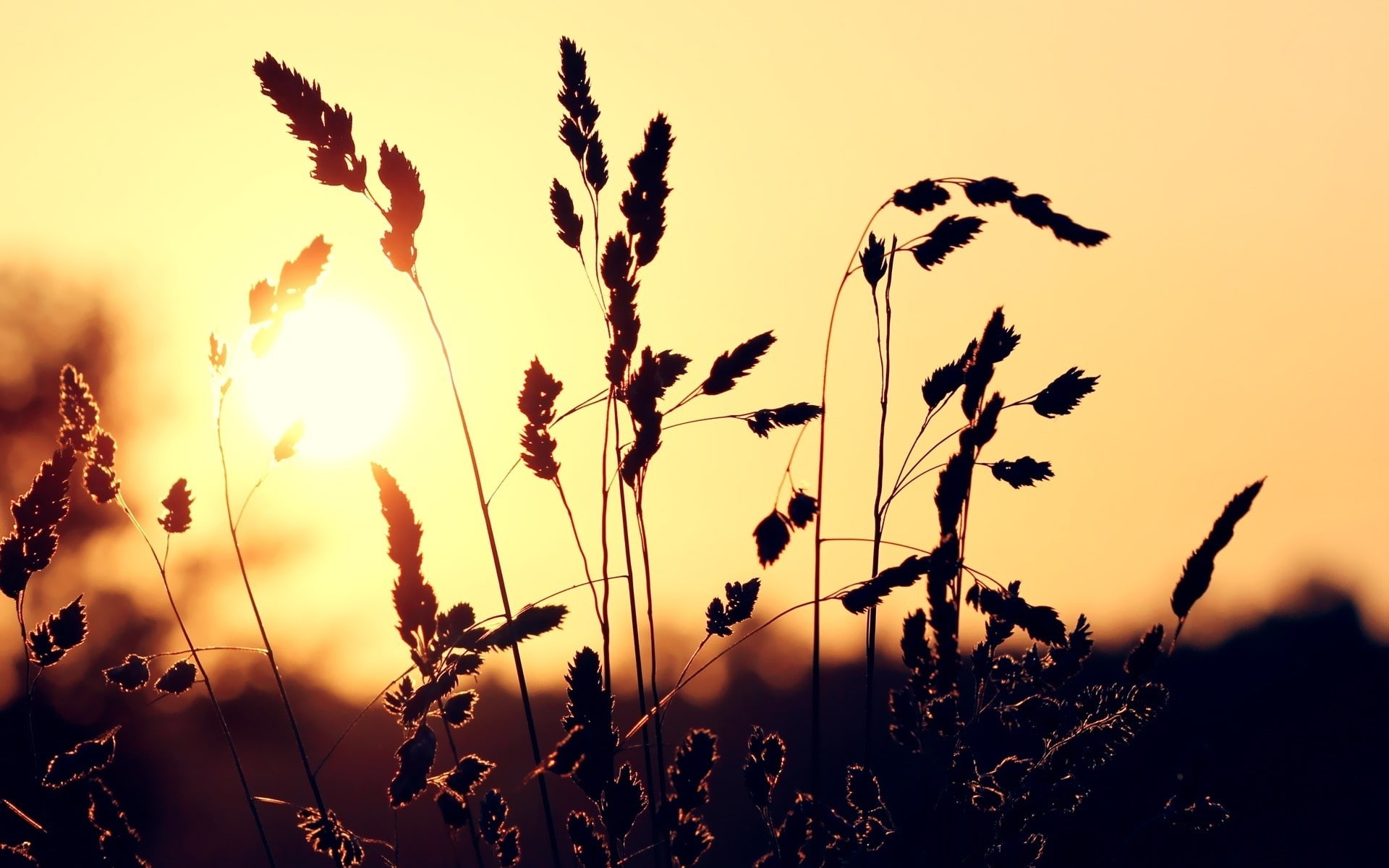 sunset, 1080P, sunlight, nature, silhouette, spikelets, HD Wallpaper