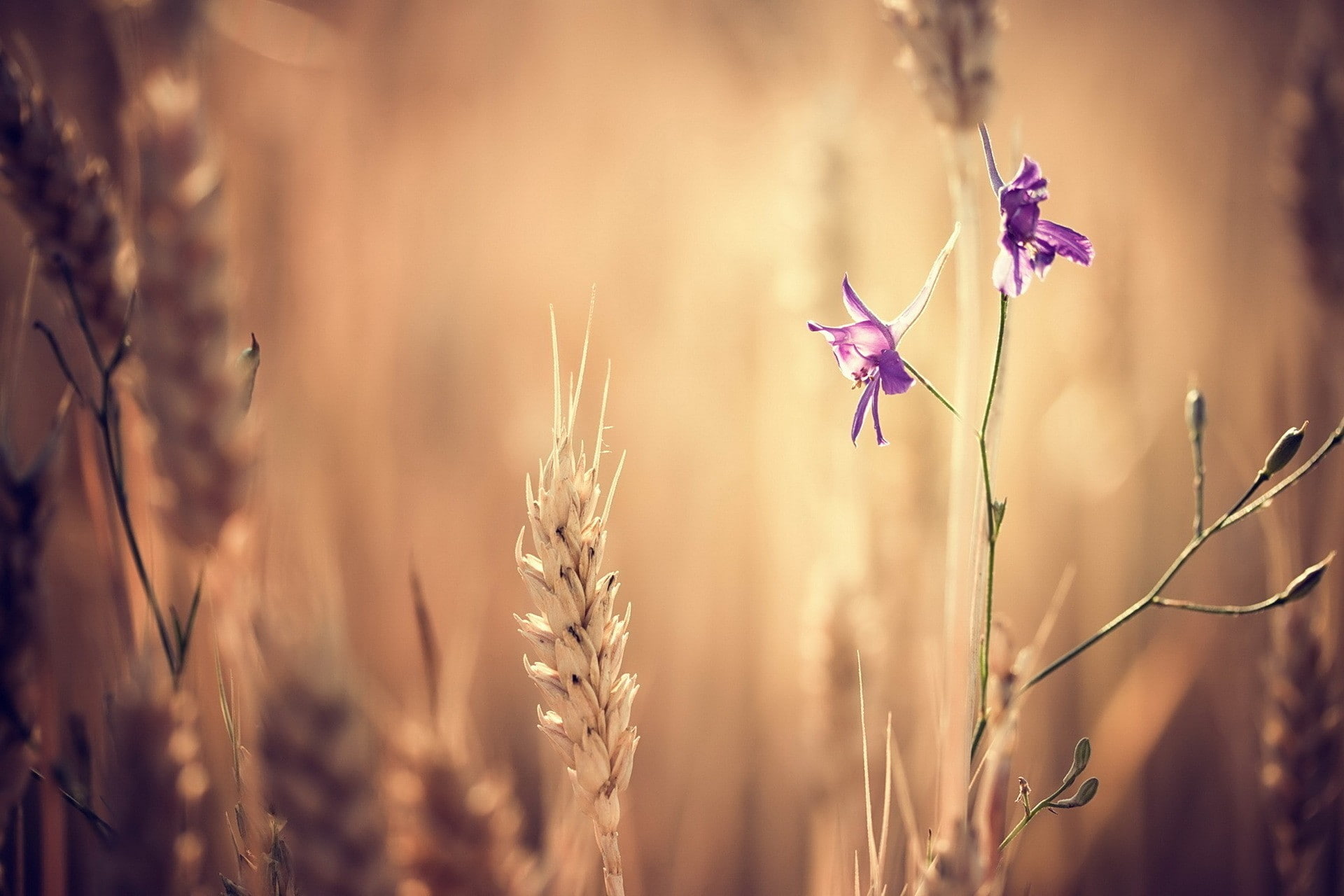 flowers, nature, spikelets, purple flowers, plants, 1080P, HD Wallpaper