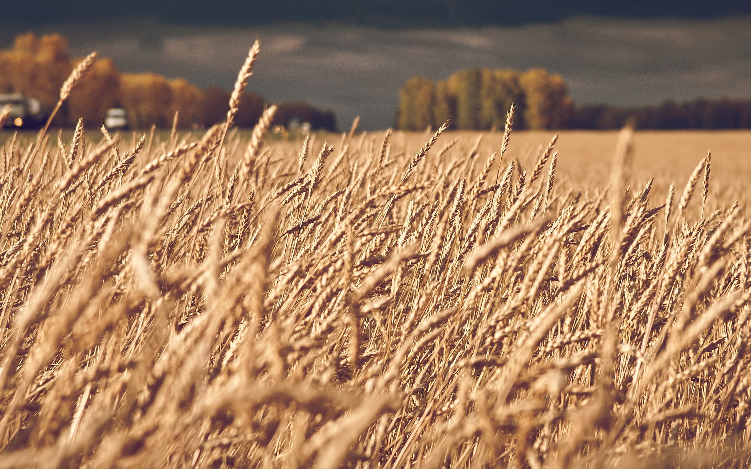 spikelets, nature, 2K, field, landscape, HD Wallpaper