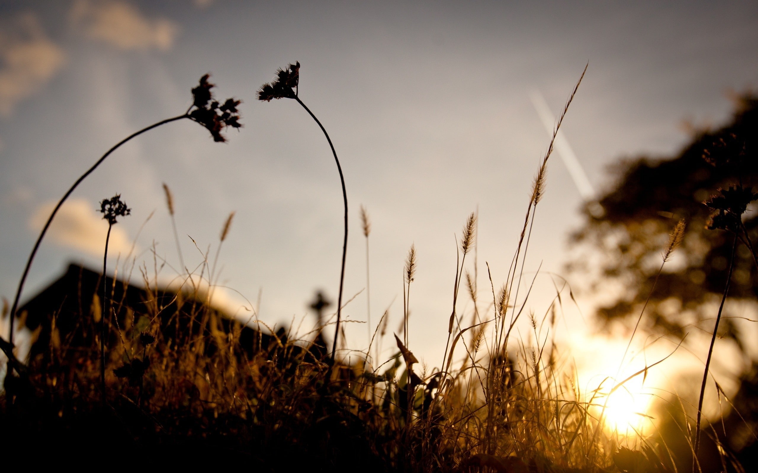 2K, sunset, landscape, sunlight, macro, spikelets, photography, plants, trees, nature, silhouette, HD Wallpaper