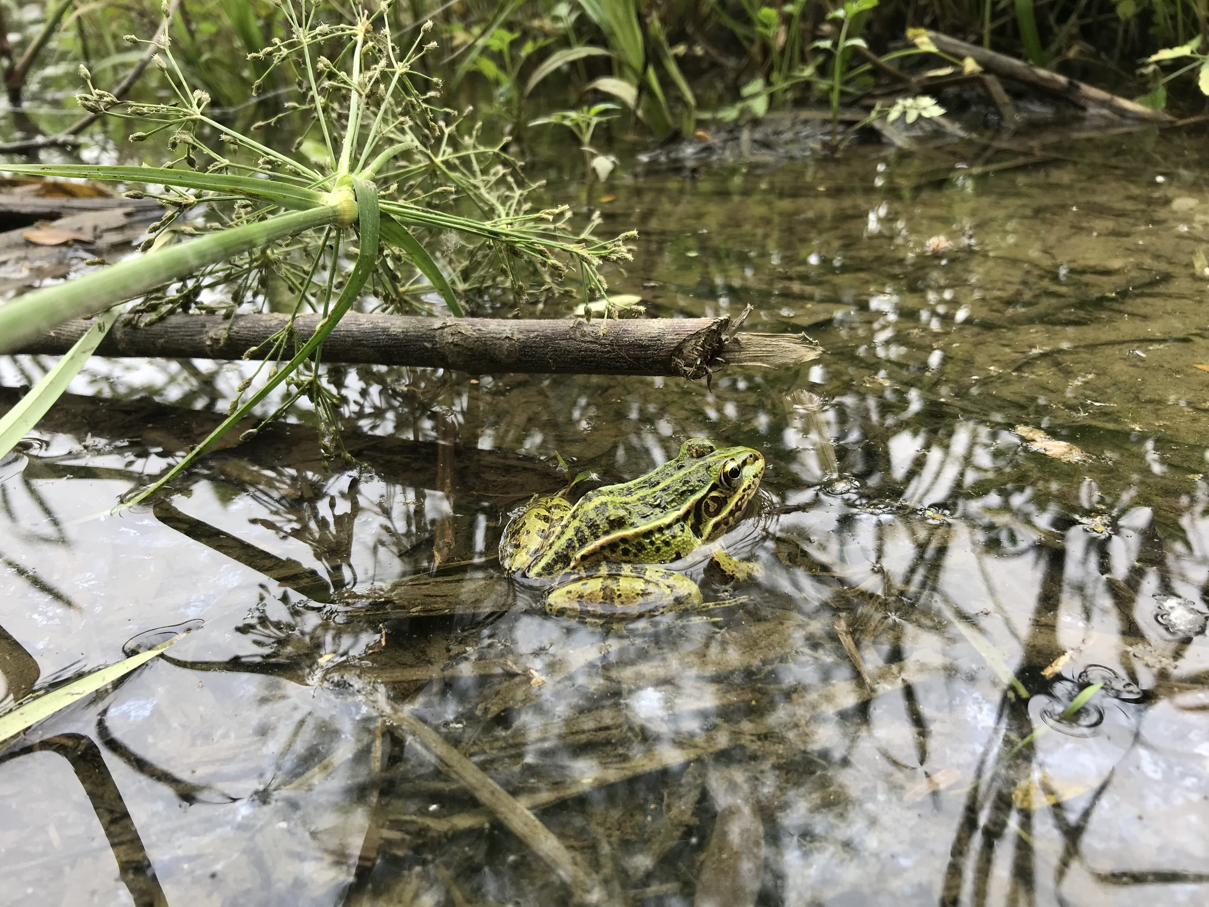 landscape, marsh, see the frog, animal wildlife, plant part, spring, waterfront, no people, green color, 蛙, nature, one animal, animals in the wild, reptile, HD Wallpaper