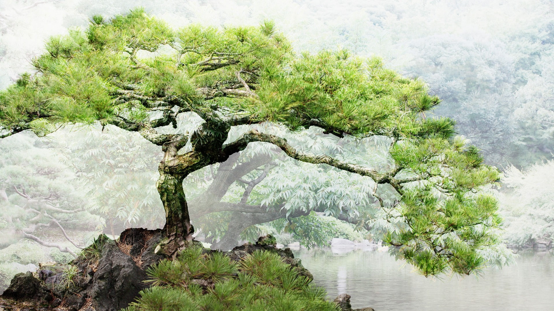 ponds, bonsai, 1080P, HD Wallpaper