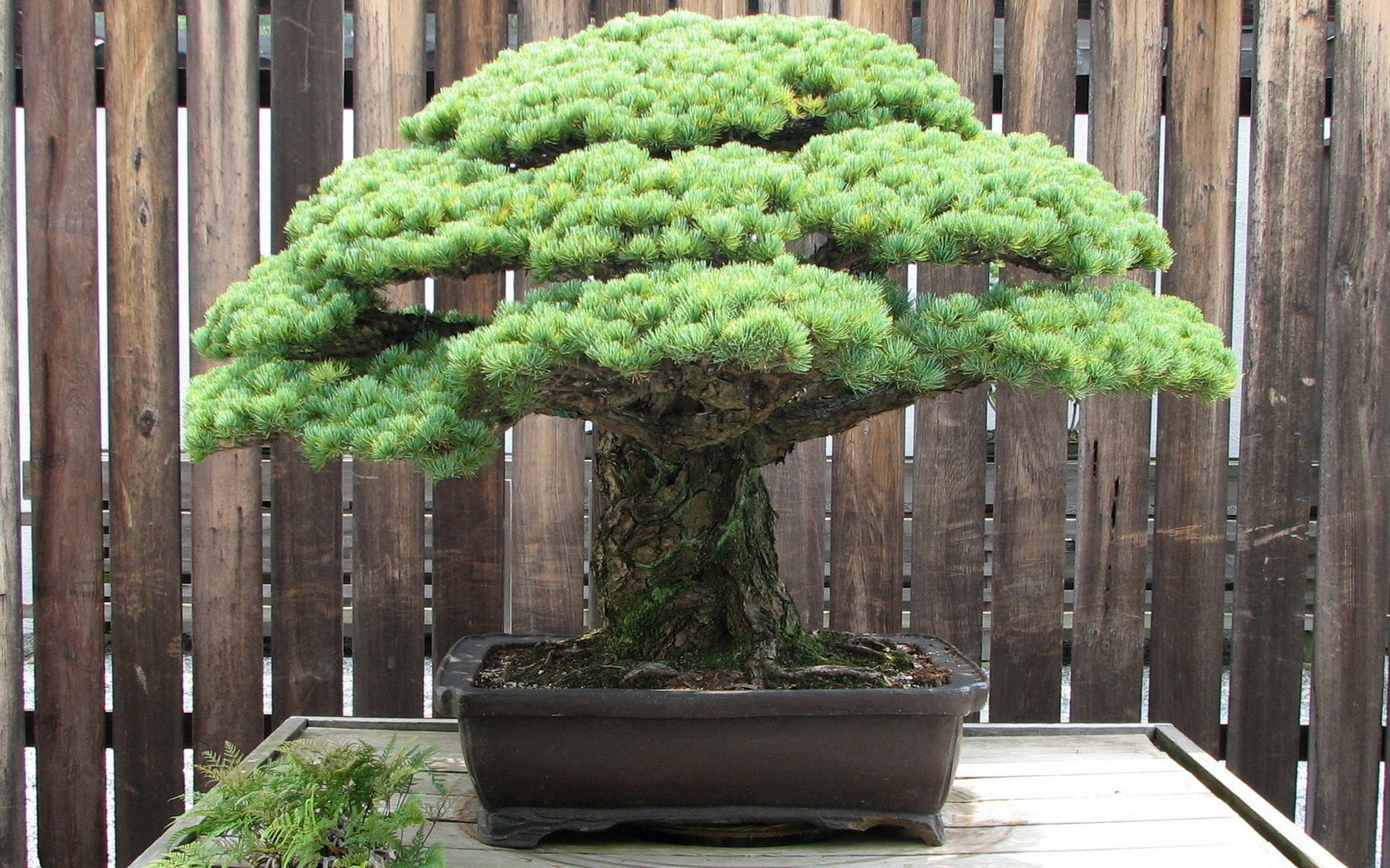 Earth, Bonsai, 1080P, HD Wallpaper