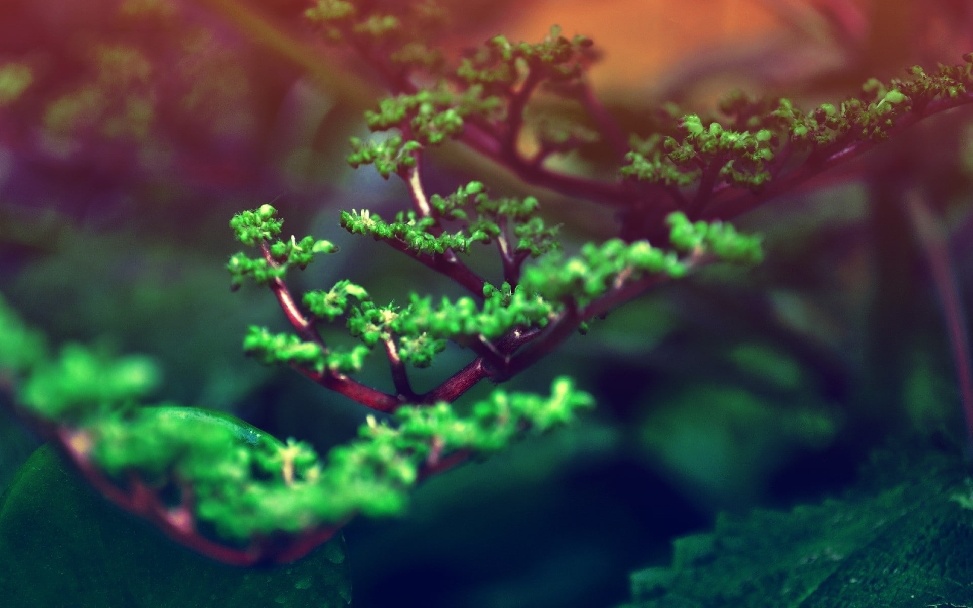 1080P, nature, blurred, plants, bonsai, green, HD Wallpaper