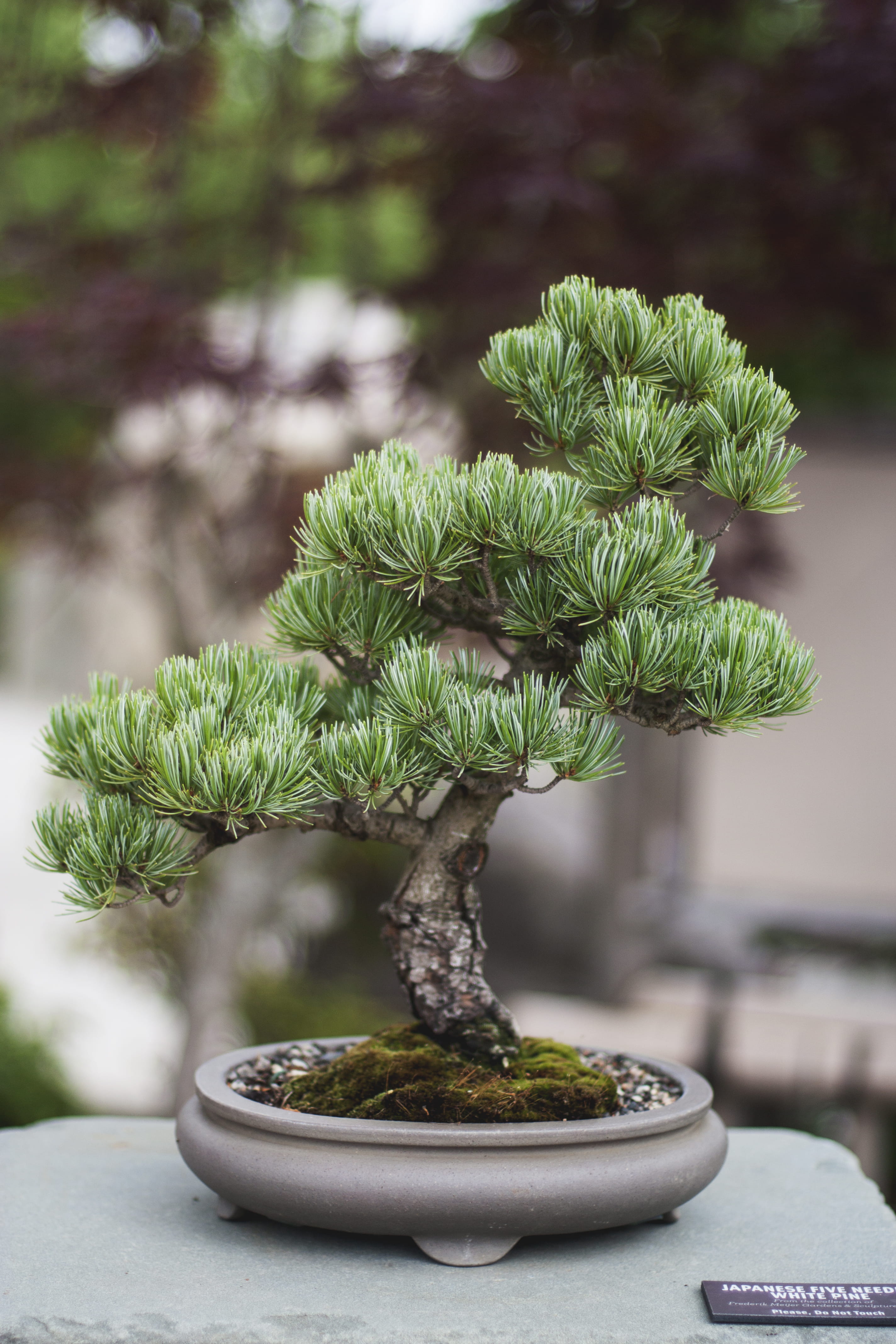 bonsai tree, 4K, bonsai, small, focus on foreground, botany, flower pot, leaf, potted plant, close-up, table, beauty in nature, meijer gardens, front or back yard, Phone HD Wallpaper