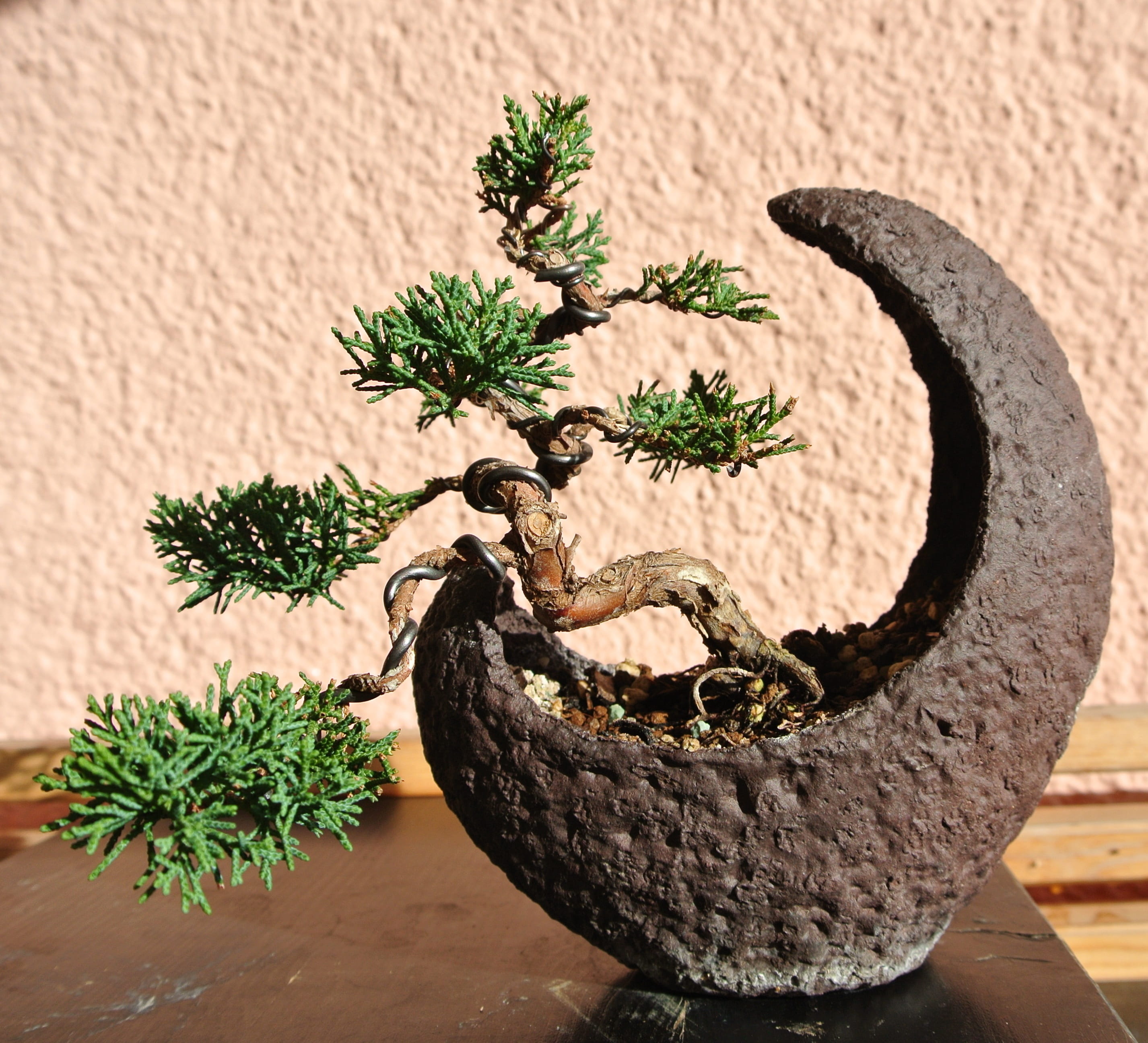 nature, wall - building feature, growth, no people, animal representation, focus on foreground, gray, green color, representation, day, 2K, herb, bonsai Tree, HD Wallpaper