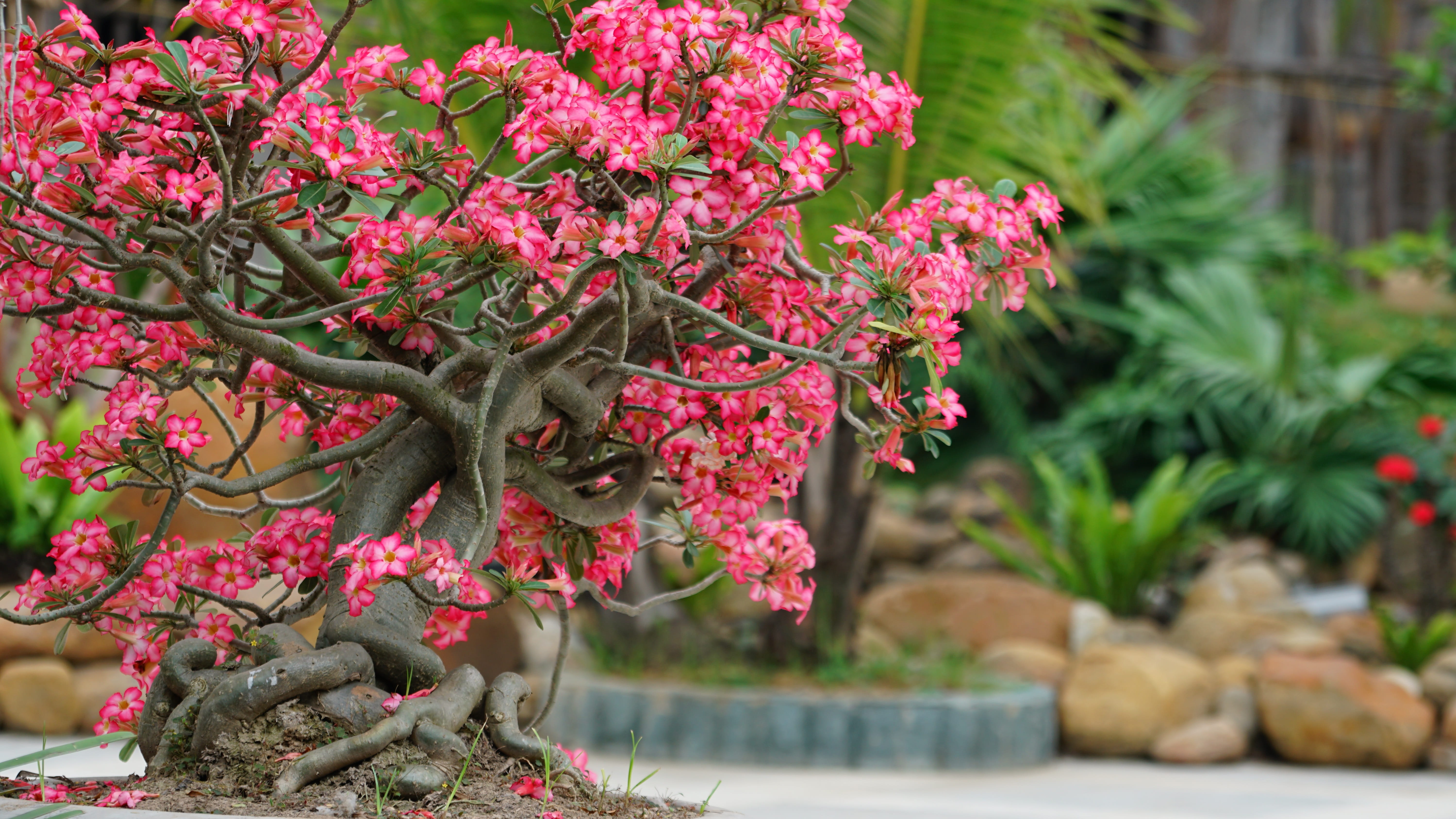 tree, botanical, flora, garden, green color, outdoors, leaf, day, flower head, natural, blooming, chinese, flower, plant part, flowering plant, japanese, HD Wallpaper