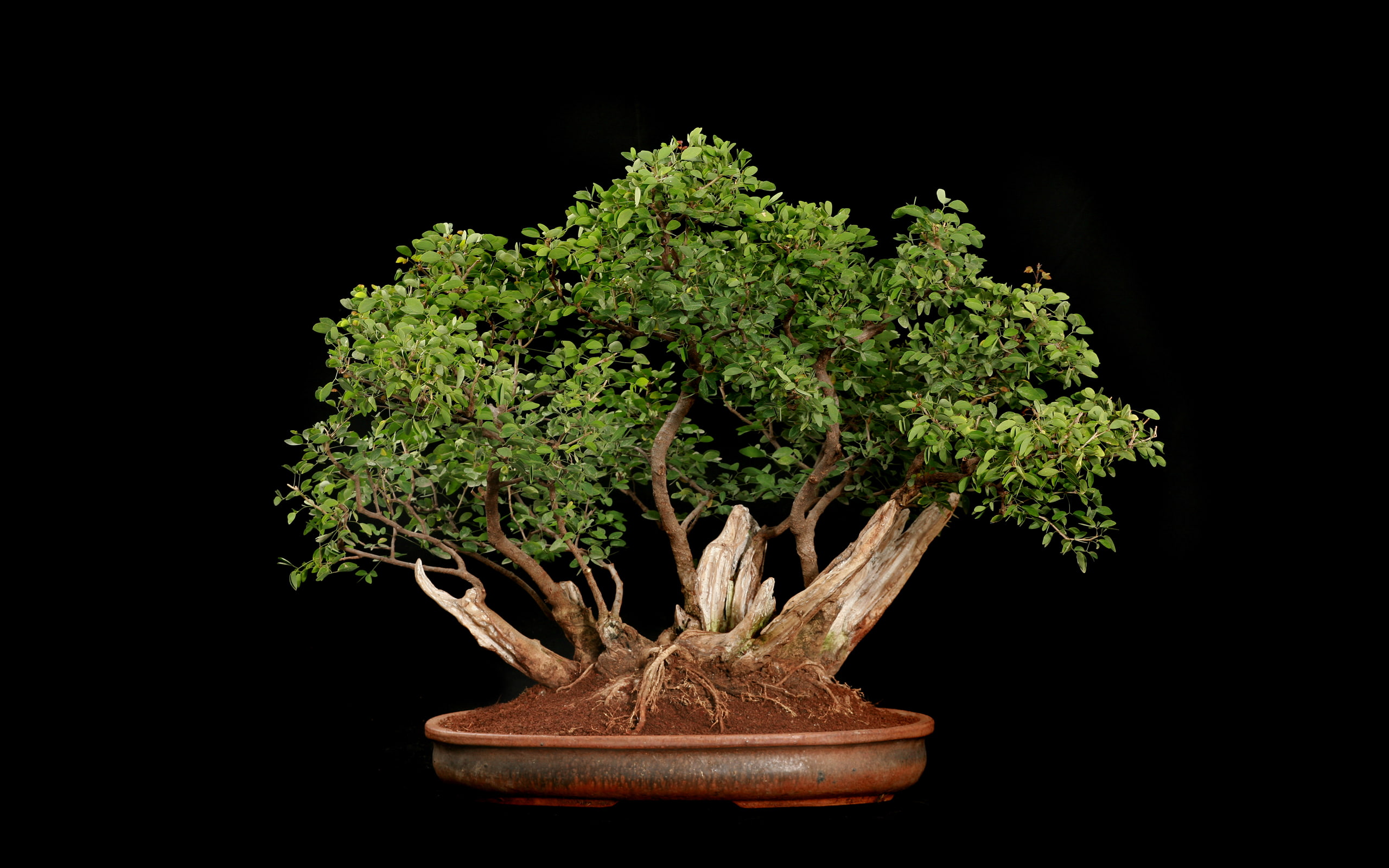 tree, 2K, black, leaves, bonsai, HD Wallpaper
