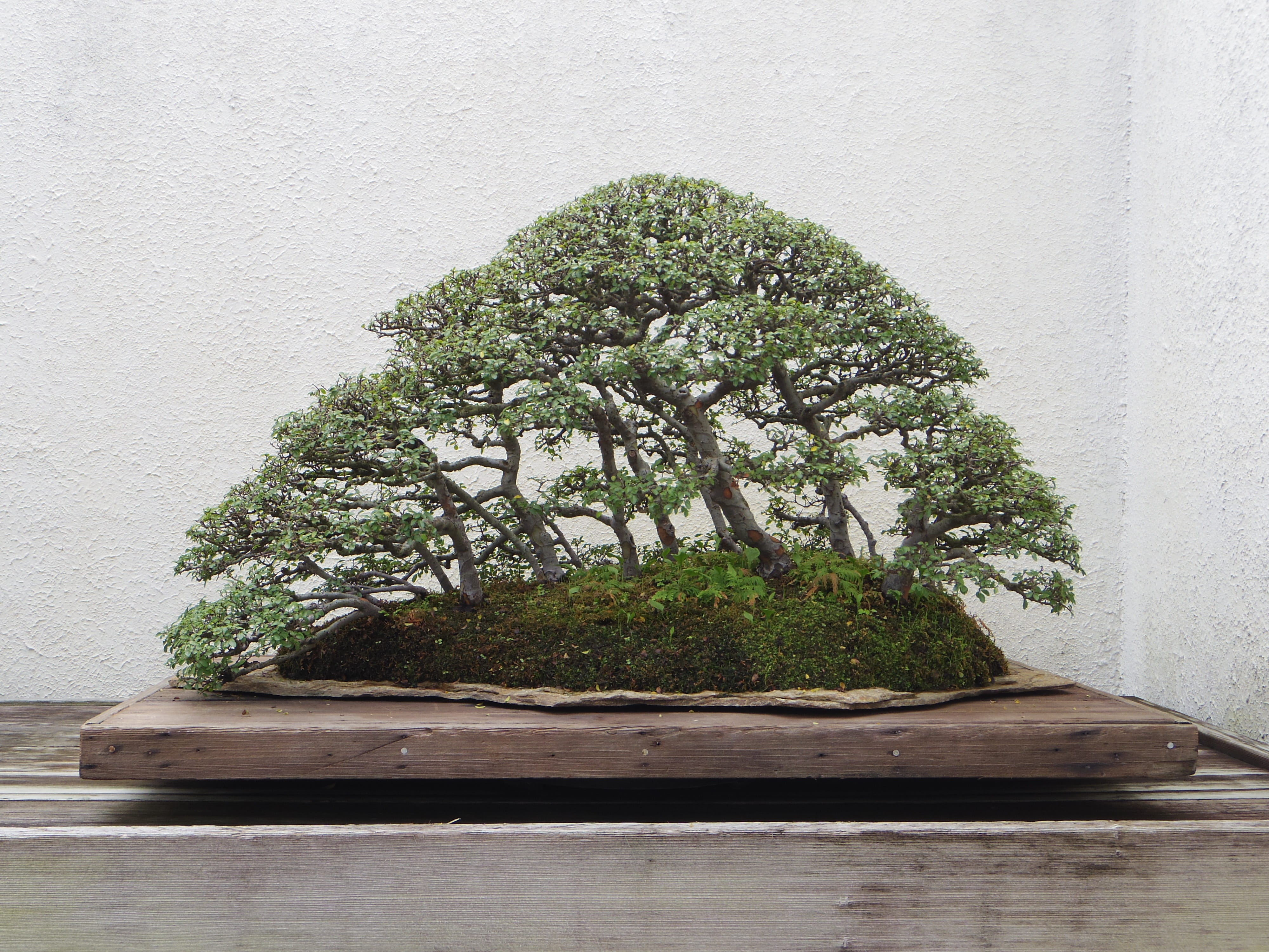 outdoors, trunk, tree, close-up, nature, wood - material, growth, plant part, japanese, 4K, pot, green, bonsai tree, beauty in nature, table, bonsai, architecture, HD Wallpaper