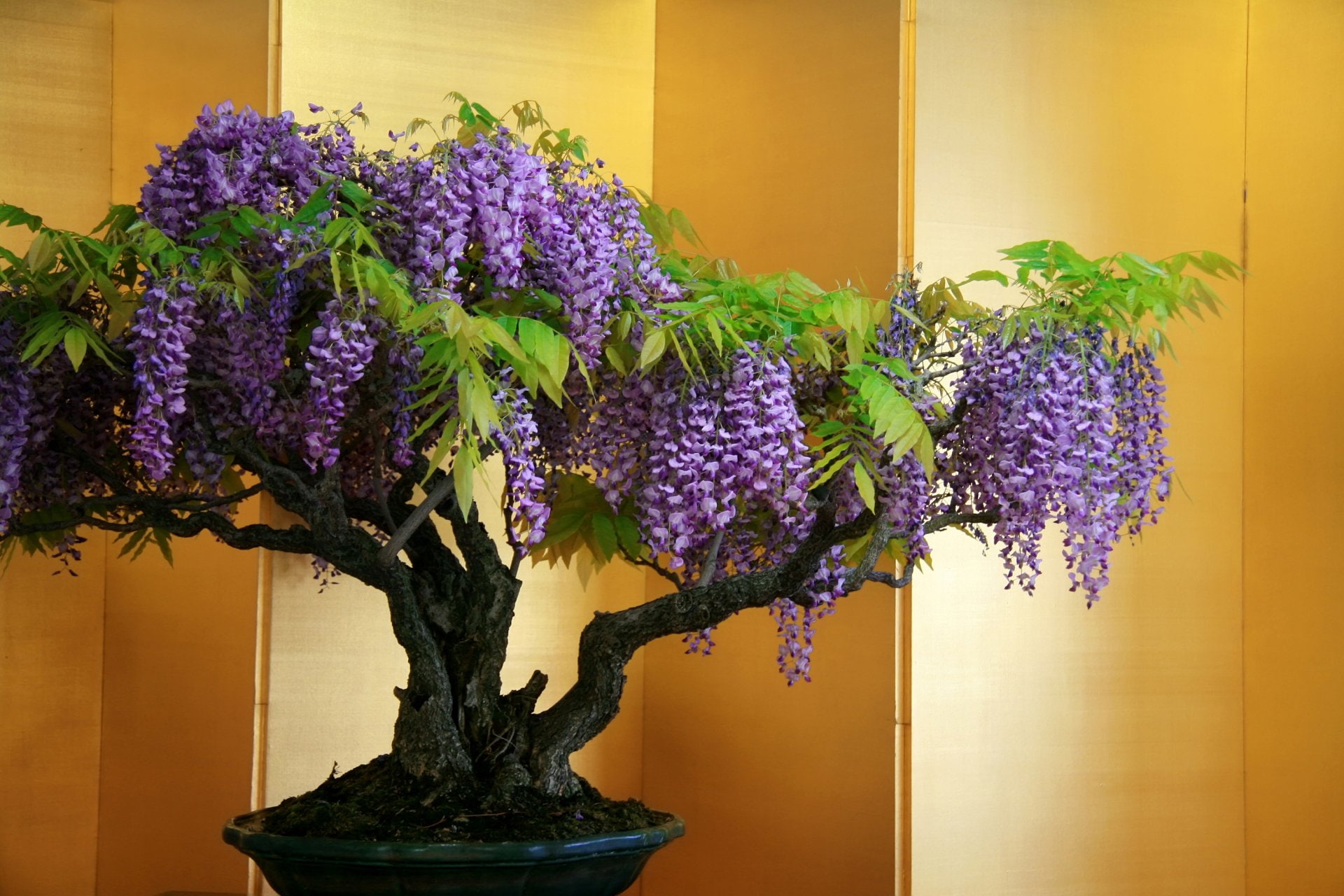 Tree, Purple Flower, Wisteria, Flowers, 1080P, Bonsai, Flower, HD Wallpaper