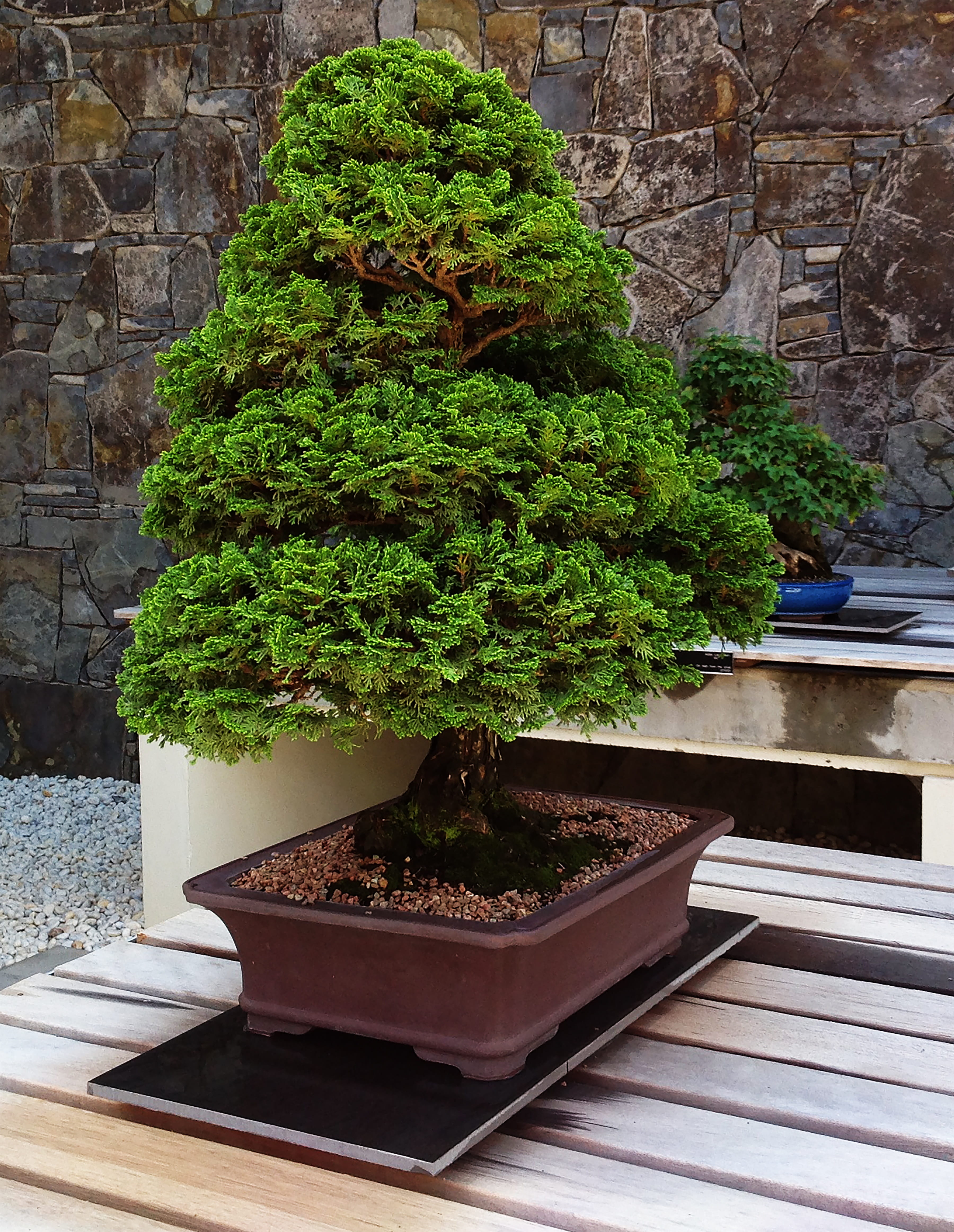 tree, Garden, Plant, high angle view, beauty in nature, green color, shape, bonsai, day, potted plant, bonsai tree, no people, Tree, growth, wall - building feature, Phone HD Wallpaper
