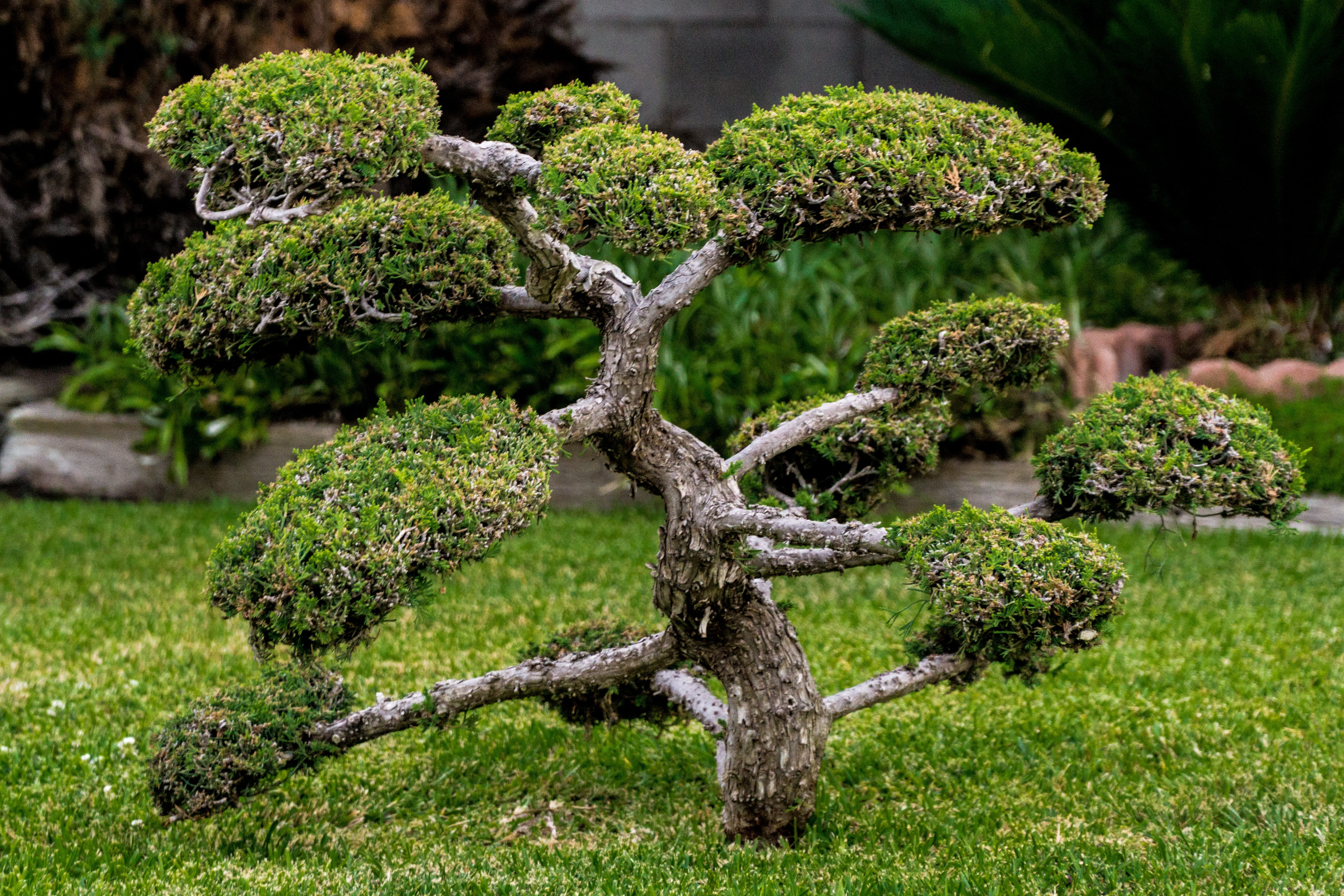 gardening, small, hedge, tranquility, plant part, nature, ornamental garden, formal garden, day, growth, leaf, green, green color, bonsai tree, no people, HD Wallpaper