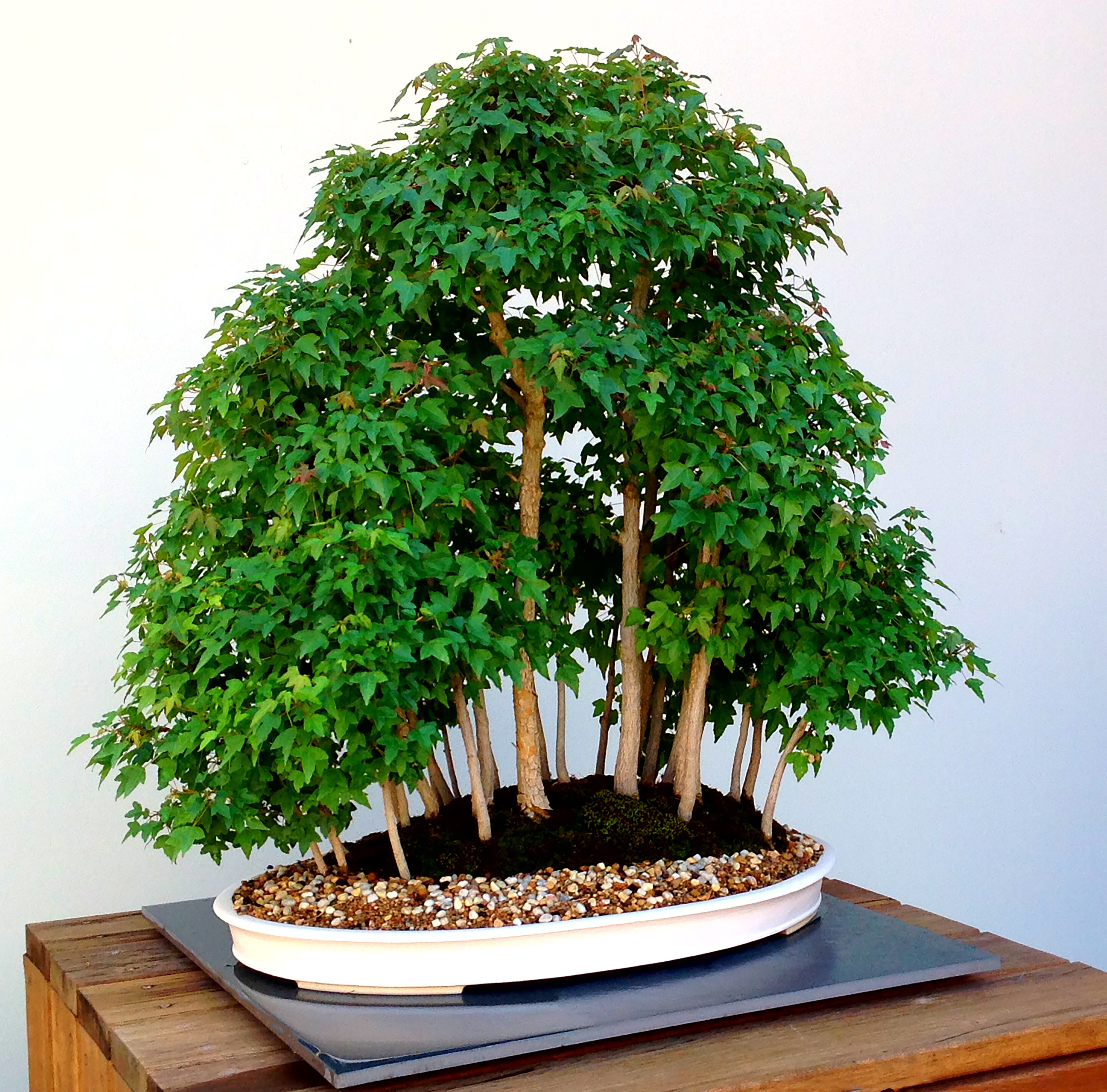 wall - building feature, day, wood - material, japanese, tree, dwarfed, no people, outdoors, architecture, nature, beauty in nature, bonsai tree, leaf, HD Wallpaper