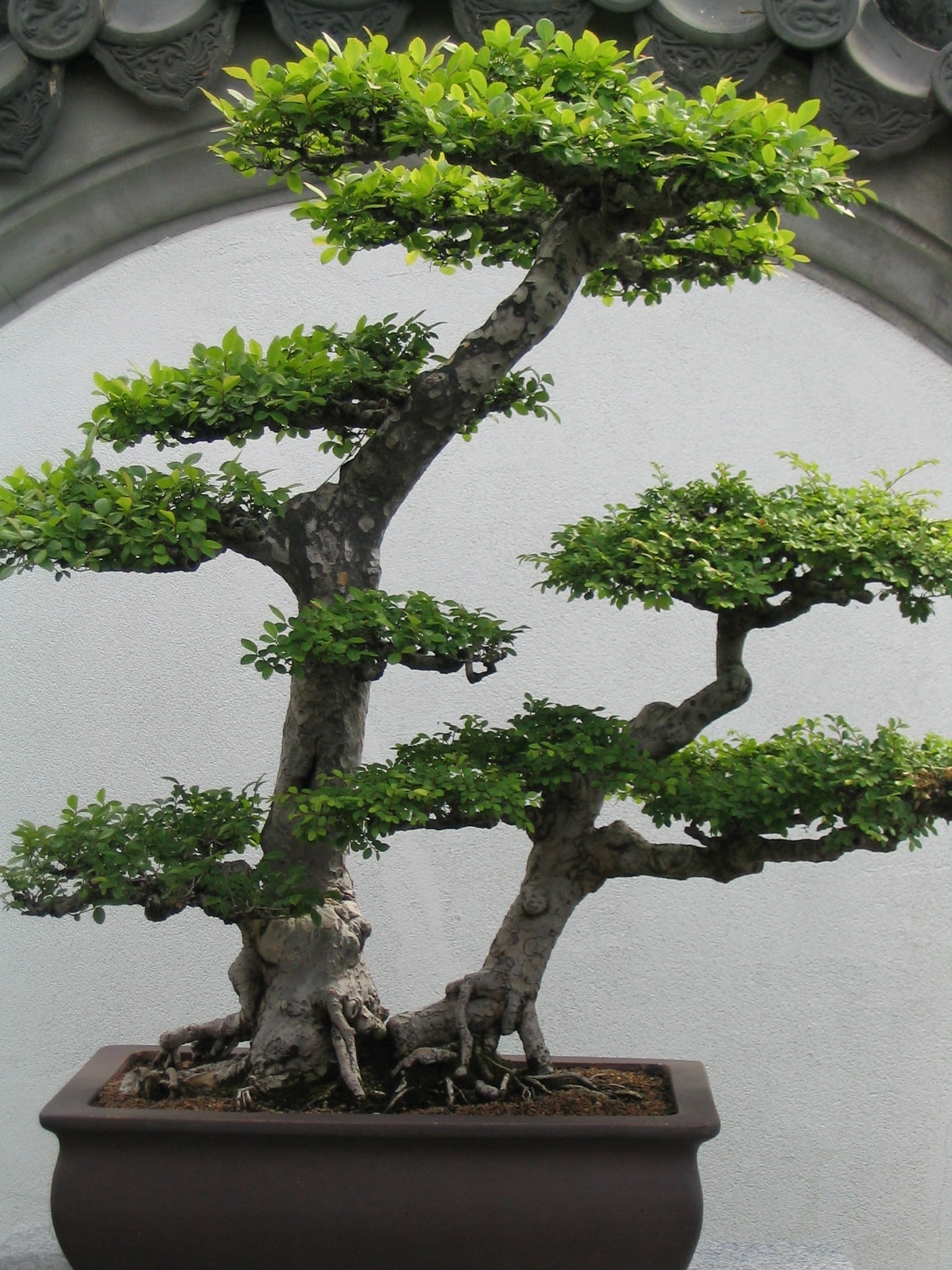 potted plant, wall - building feature, bonsai tree, no people, branch, tree, outdoors, green, close-up, bonsai, nature, day, built structure, small, 1080P, Phone HD Wallpaper