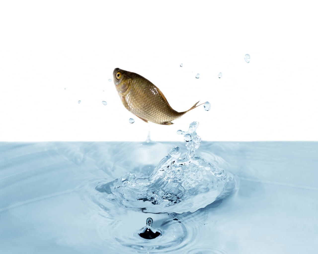 no People, sea, animal, white background, grey, animals in the wild, studio shot, water, goldfish, high-speed photography, tilapia, splashing, copy space, HD Wallpaper
