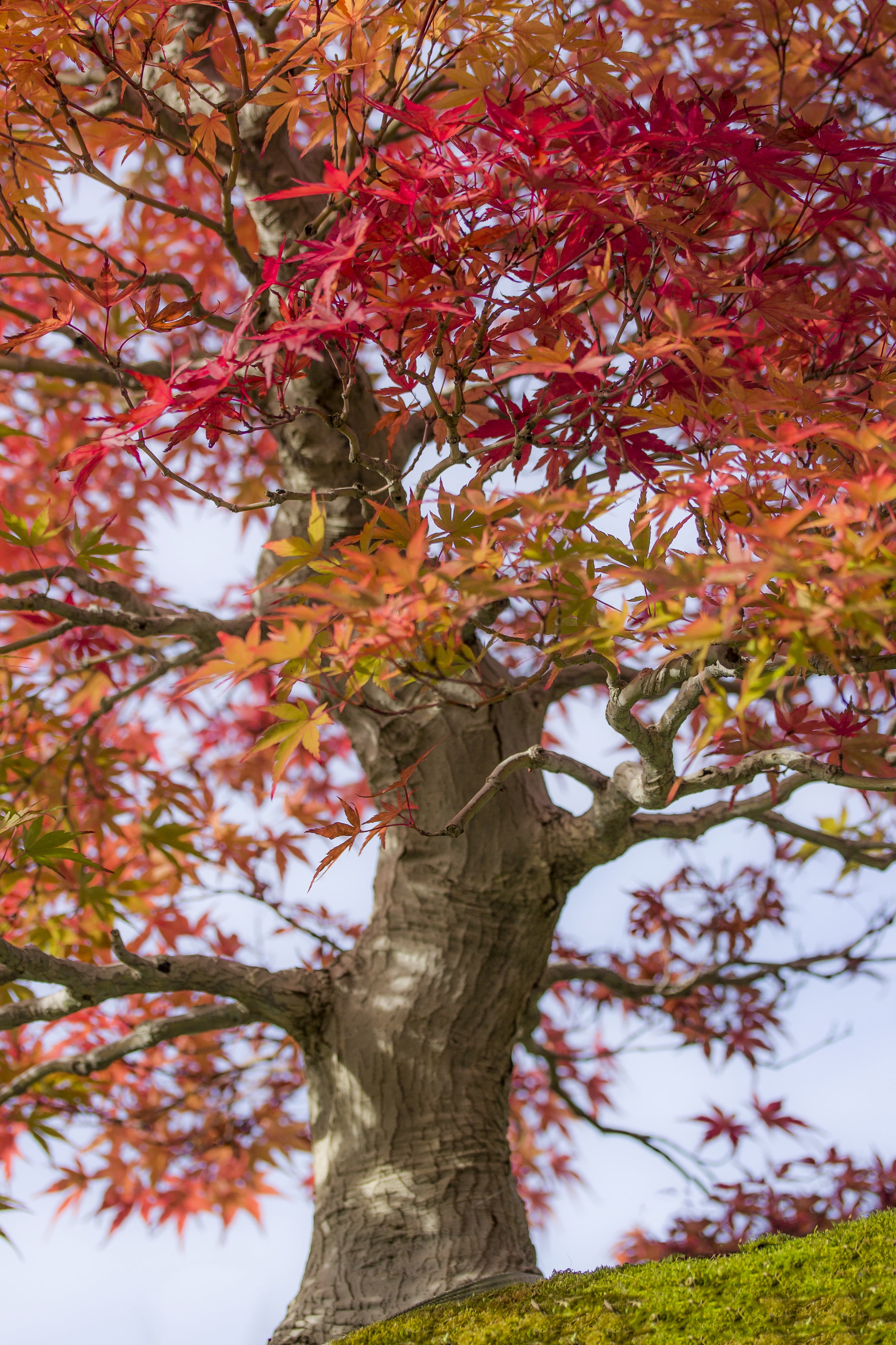 growth, branch, japan culture, tree, wood, trunk, food and drink, no people, low angle view, close-up, orange color, colors, nature, plant part, leaf, tree trunk, Phone HD Wallpaper