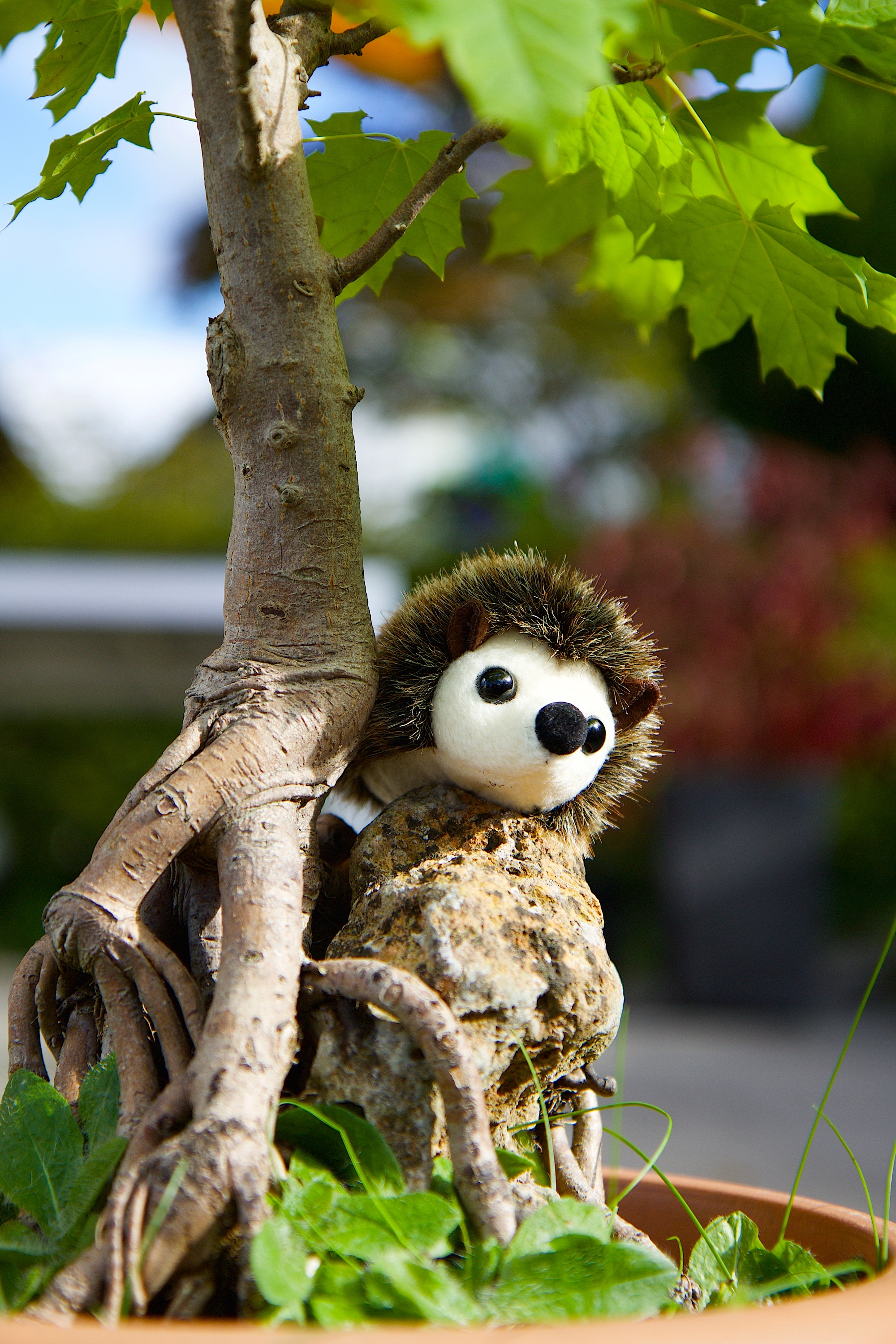 day, no people, nature, stuffed toy, animals in the wild, 2K, cute, tree, leaf, close-up, mammal, animal themes, hedgehog, vertebrate, plant, one animal, Phone HD Wallpaper