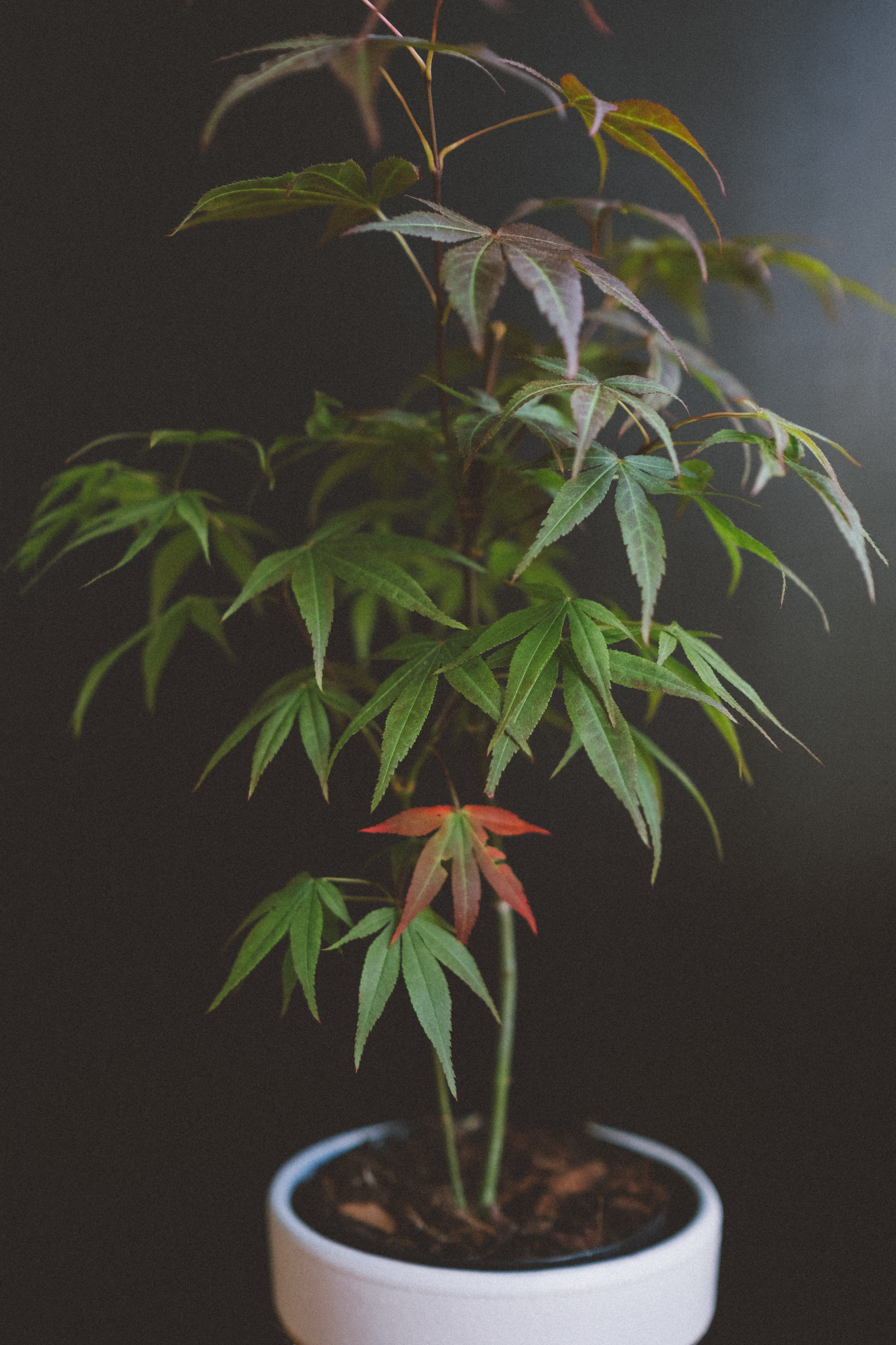 ornament, maple, mapletree, blossom, pot, vase, botany, day, pottery, green, small, plants, no people, growth, potted plant, indoors, plant part, flower, Phone HD Wallpaper