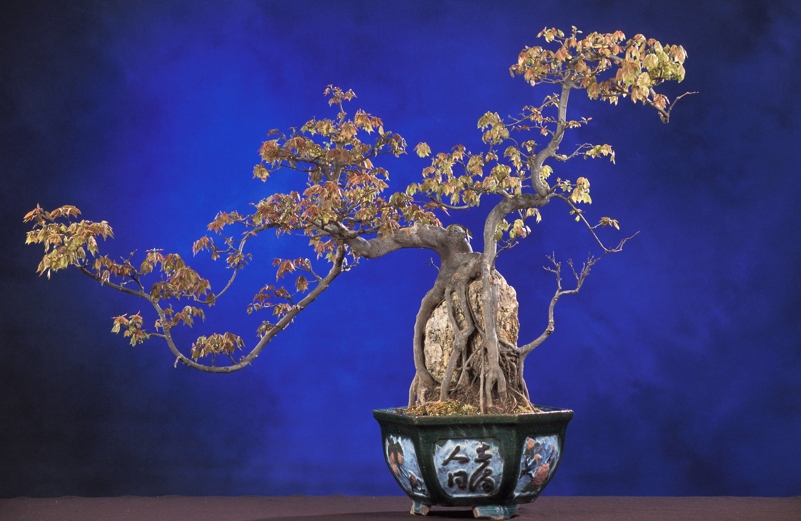 tree, outdoors, creativity, acer buergerianum, art and craft, flower, architecture, flower pot, potted plant, sky, no people, vase, nature, plant, flowering plant, HD Wallpaper
