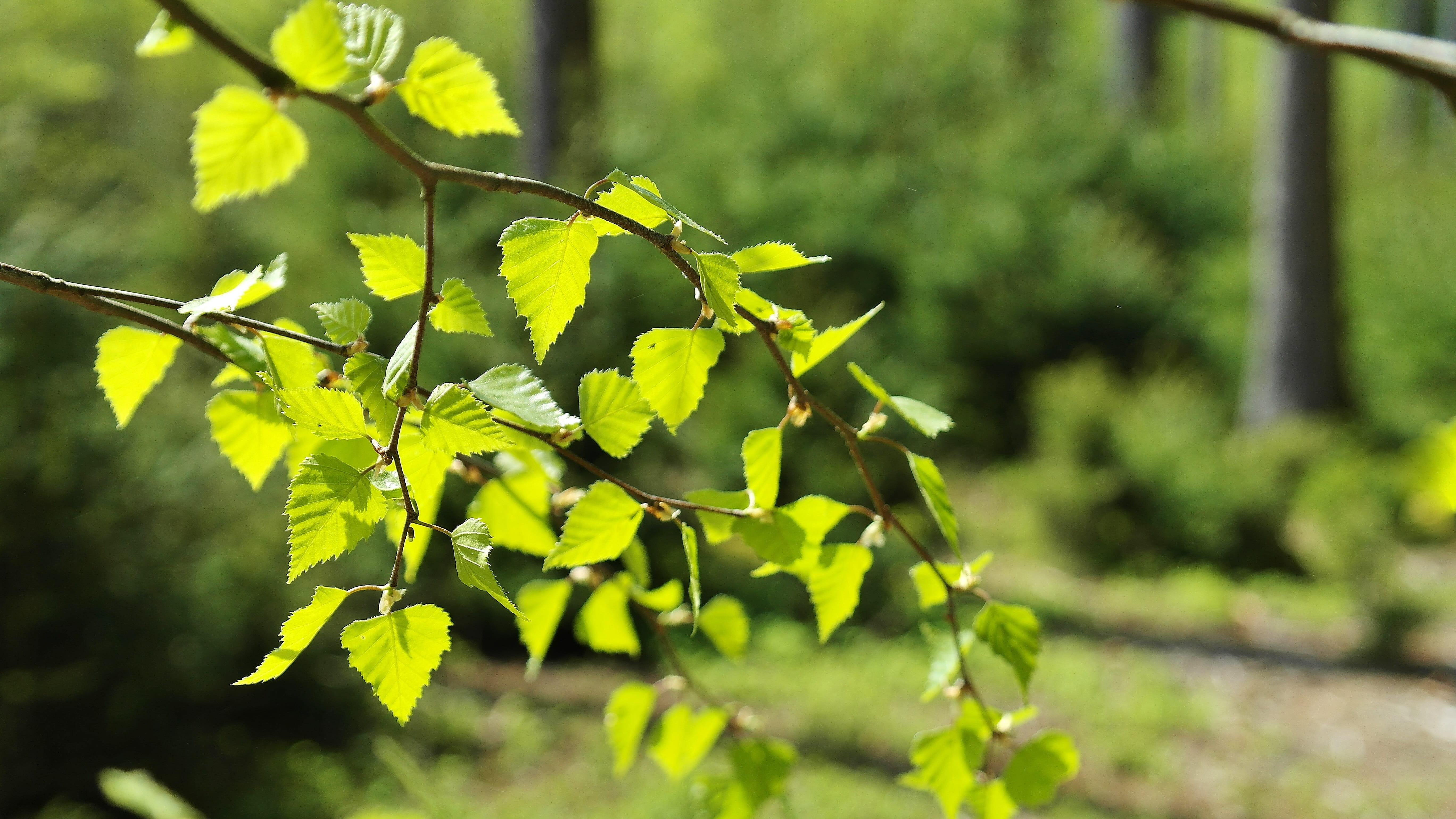 daytime, biology, atmosphere, Spring, eco, Nature, photo, earth, tree protection, Forest, protection, environment, ecology, responsibility, close-up, outdoors, HD Wallpaper