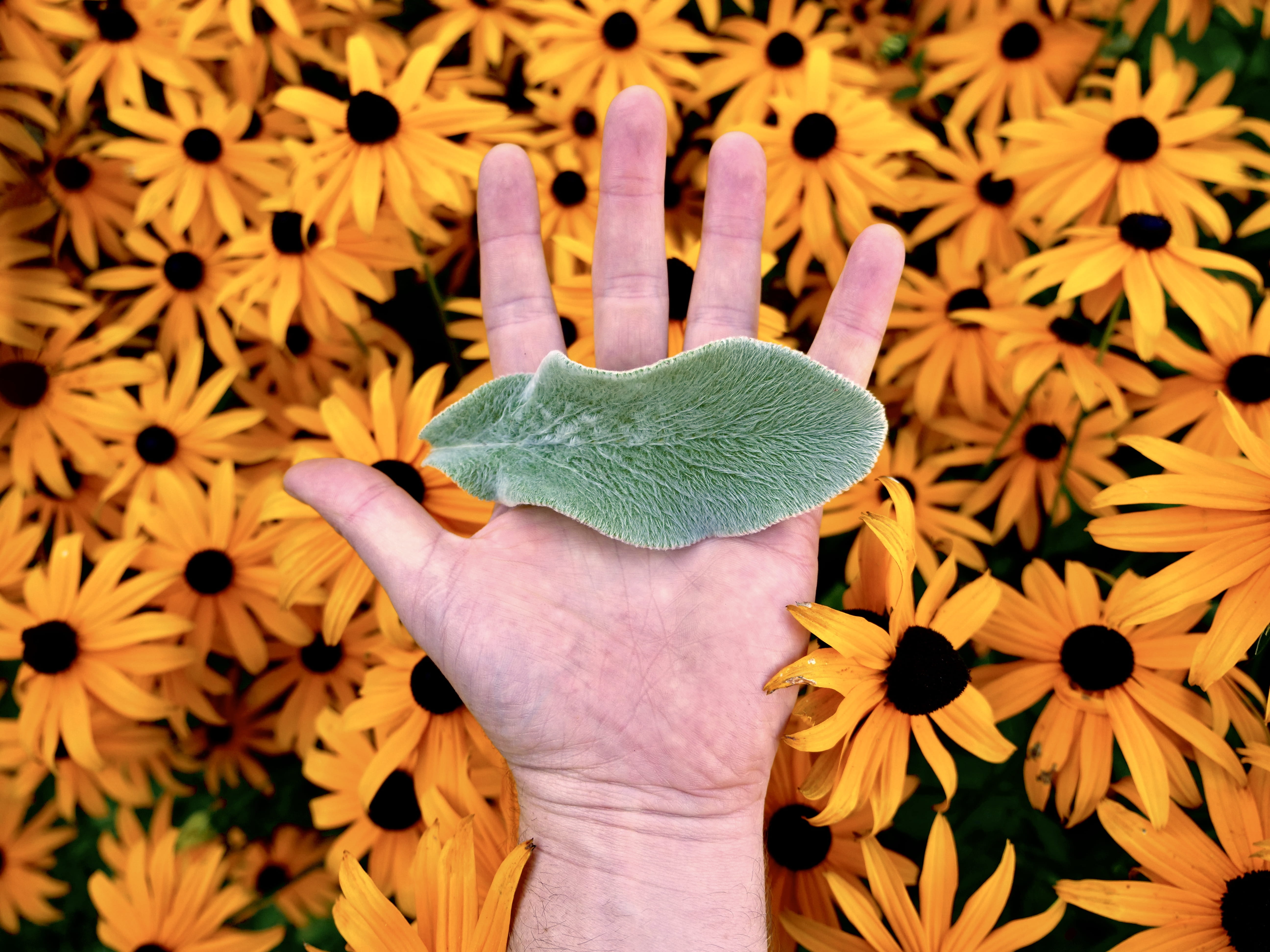 person, protection, people, environment, school, human Finger, gold, rudbeckium, green, peace, backgrounds, s, black, flower, green Color, ecology, global warming, HD Wallpaper