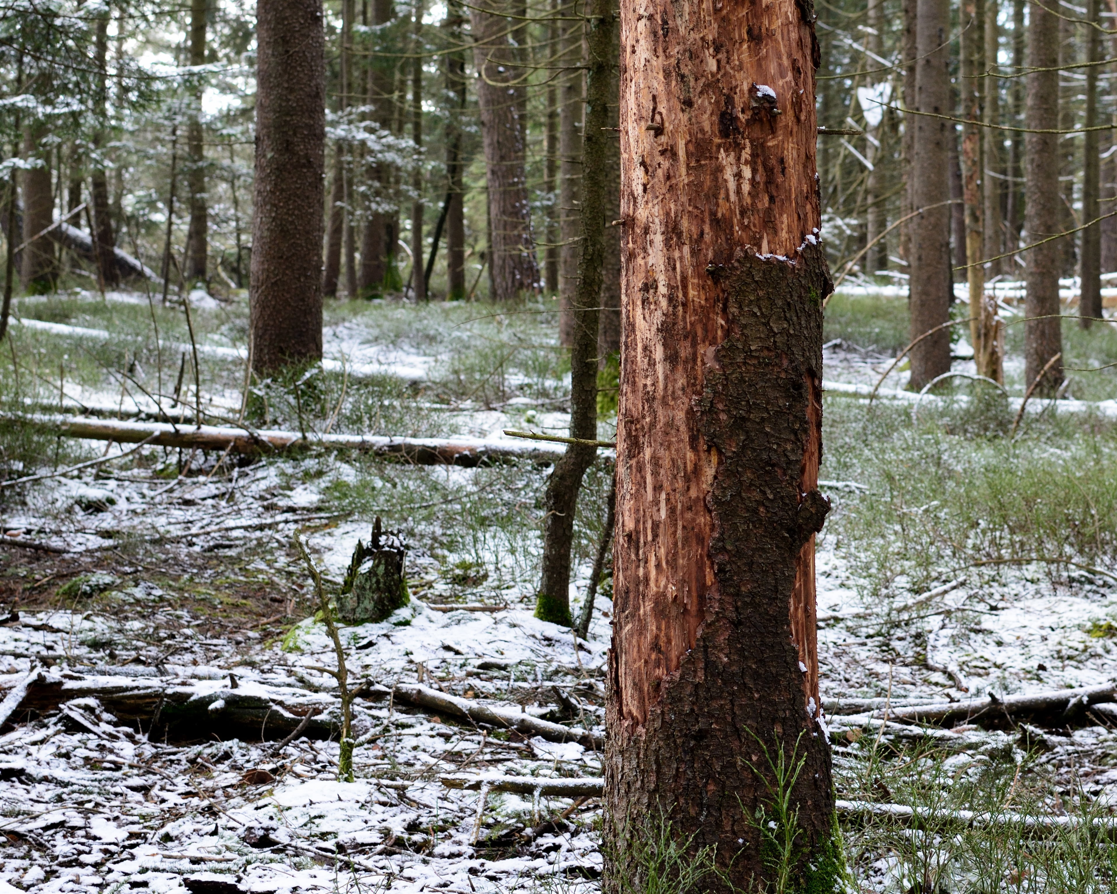 day, snow, land, winter, ecological balance, die, plant, tree trunk, pollution, forest damage, damaged, environmental protection, scenics - nature, environment, HD Wallpaper