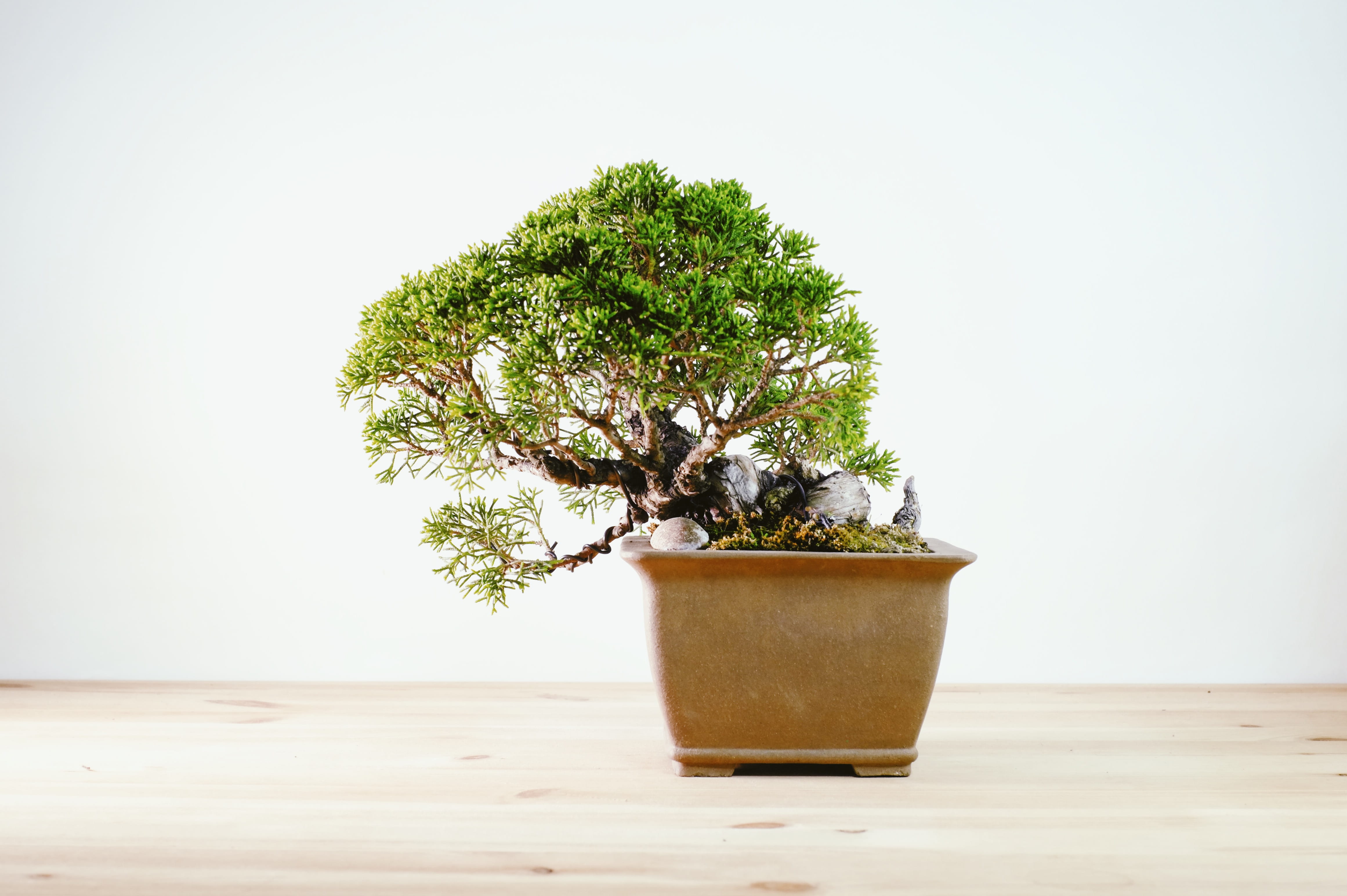 table, beauty in nature, wood - material, tree, copy space, flower pot, wall - building feature, single object, day, wood, bonsai, 4K, trees, nature, indoors, HD Wallpaper