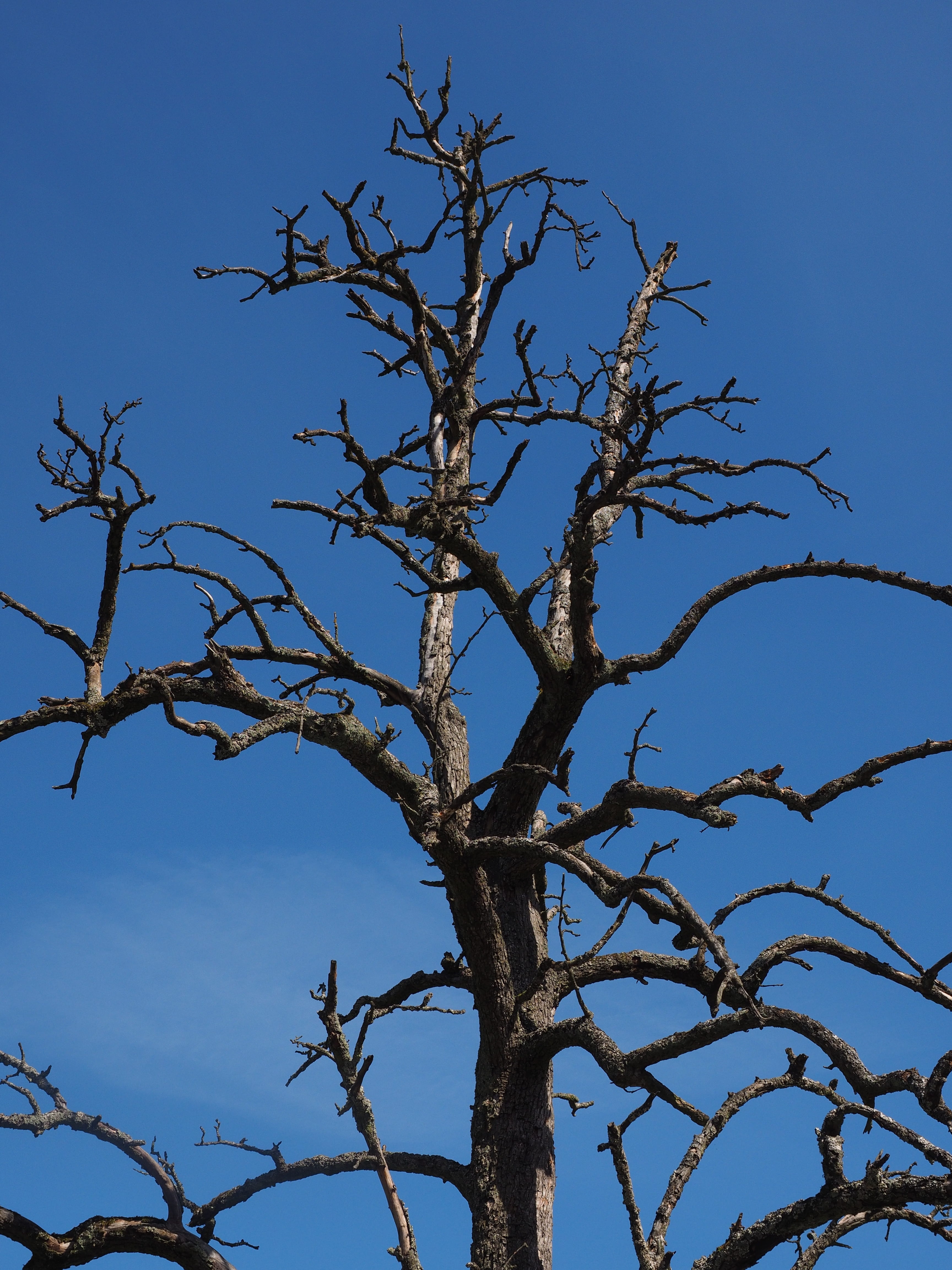 day, dead plant, fruit tree, bare tree, group of animals, growth, low angle view, 4K, plant, clear sky, sky, tranquility, branches, waldsterben, branch, Phone HD Wallpaper