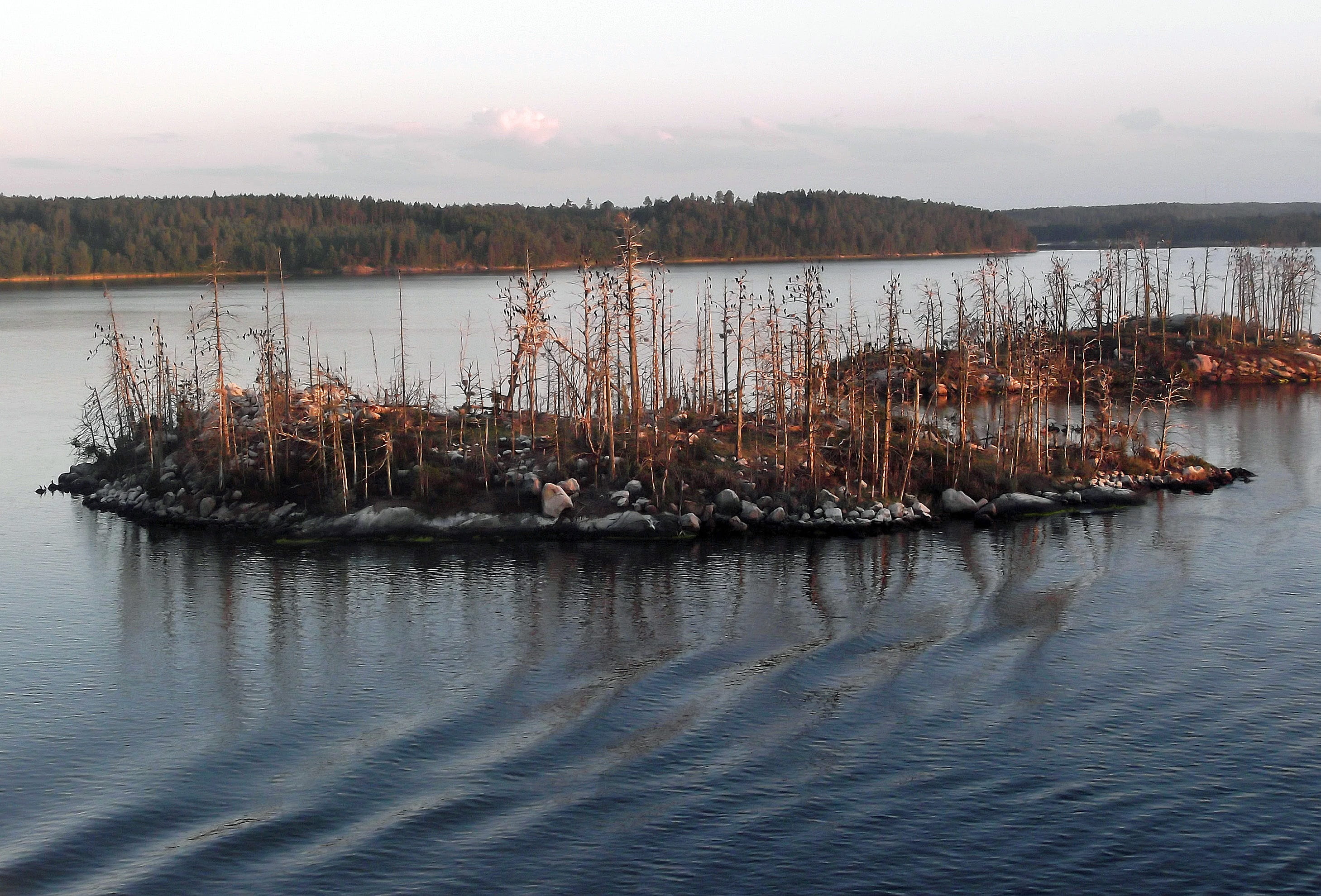 wooden post, nautical vessel, reflection, no people, dead plant, bald trees, Dead, tranquil scene, baltic sea, Plant, Island, nature, waldsterben, grove, HD Wallpaper