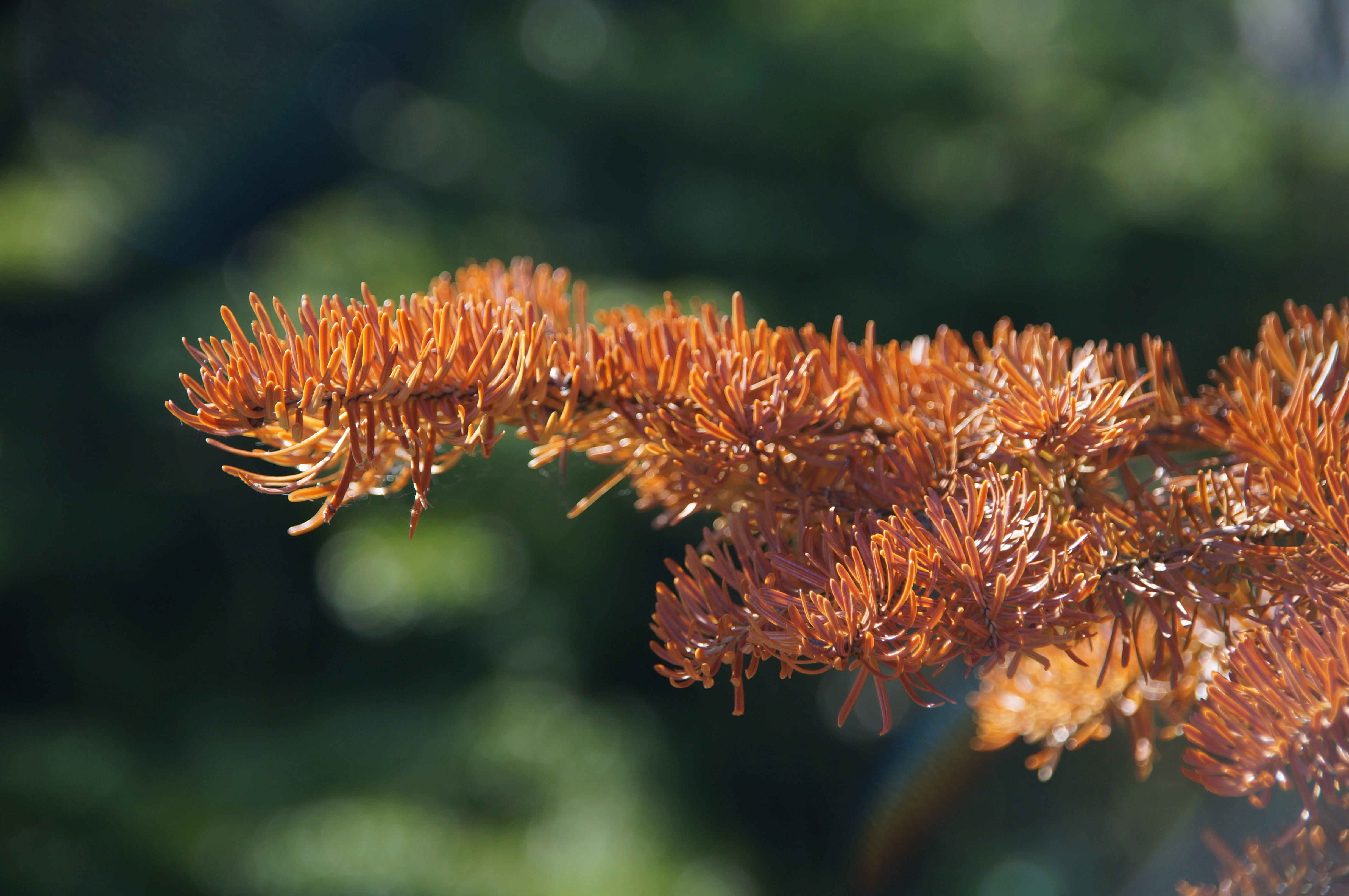 coniferous tree, day, undersea, 4K, outdoors, dead plant, water, environment, wood, flower head, no people, Plant, orange color, growth, Needle, vulnerability, HD Wallpaper