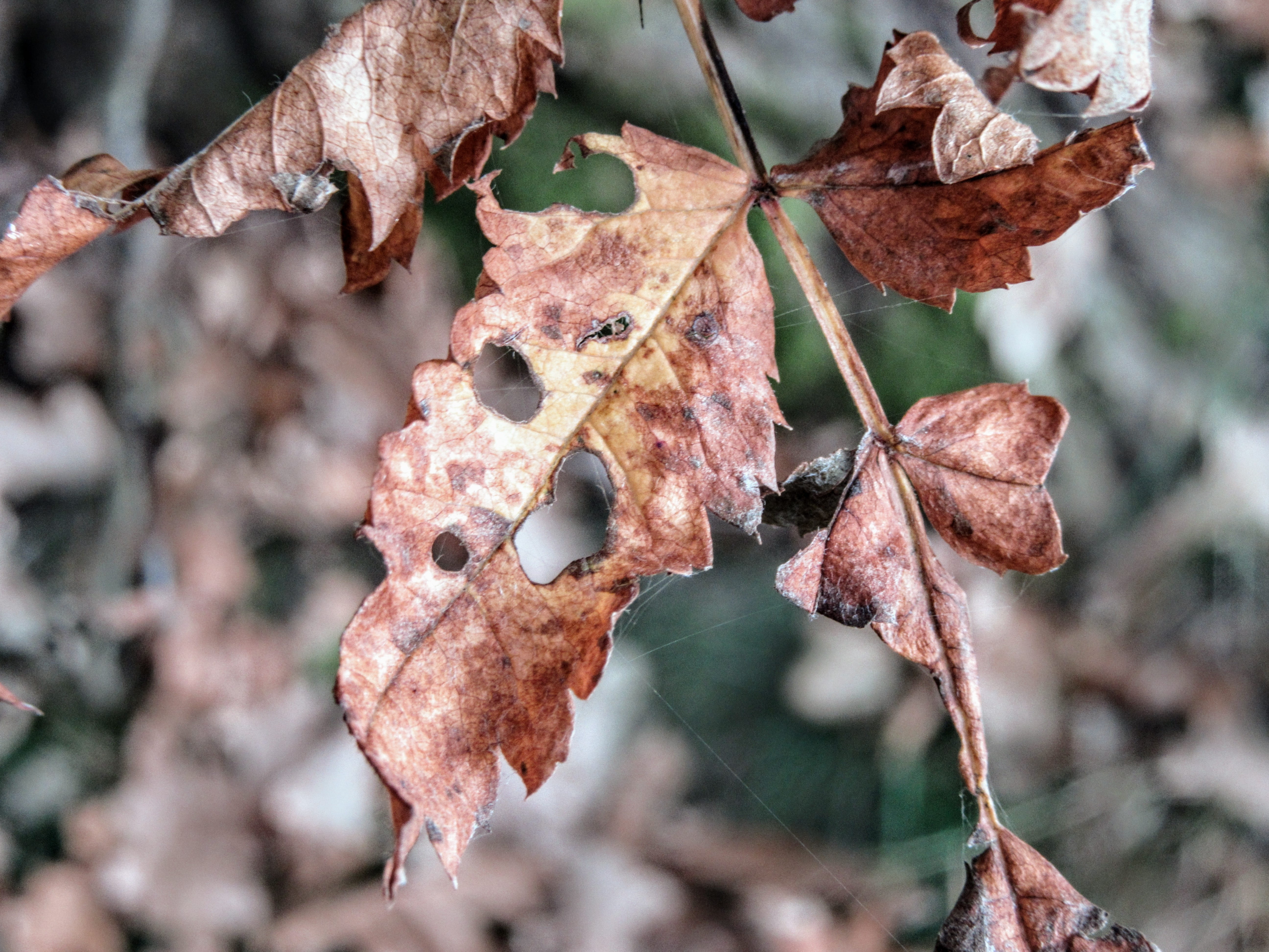 waldsterben, bleached, winter, old, plant, fragility, frozen, fruit, tree, branches, dehydrated, change, ice, plant part, autumn colours, nature, dead, HD Wallpaper