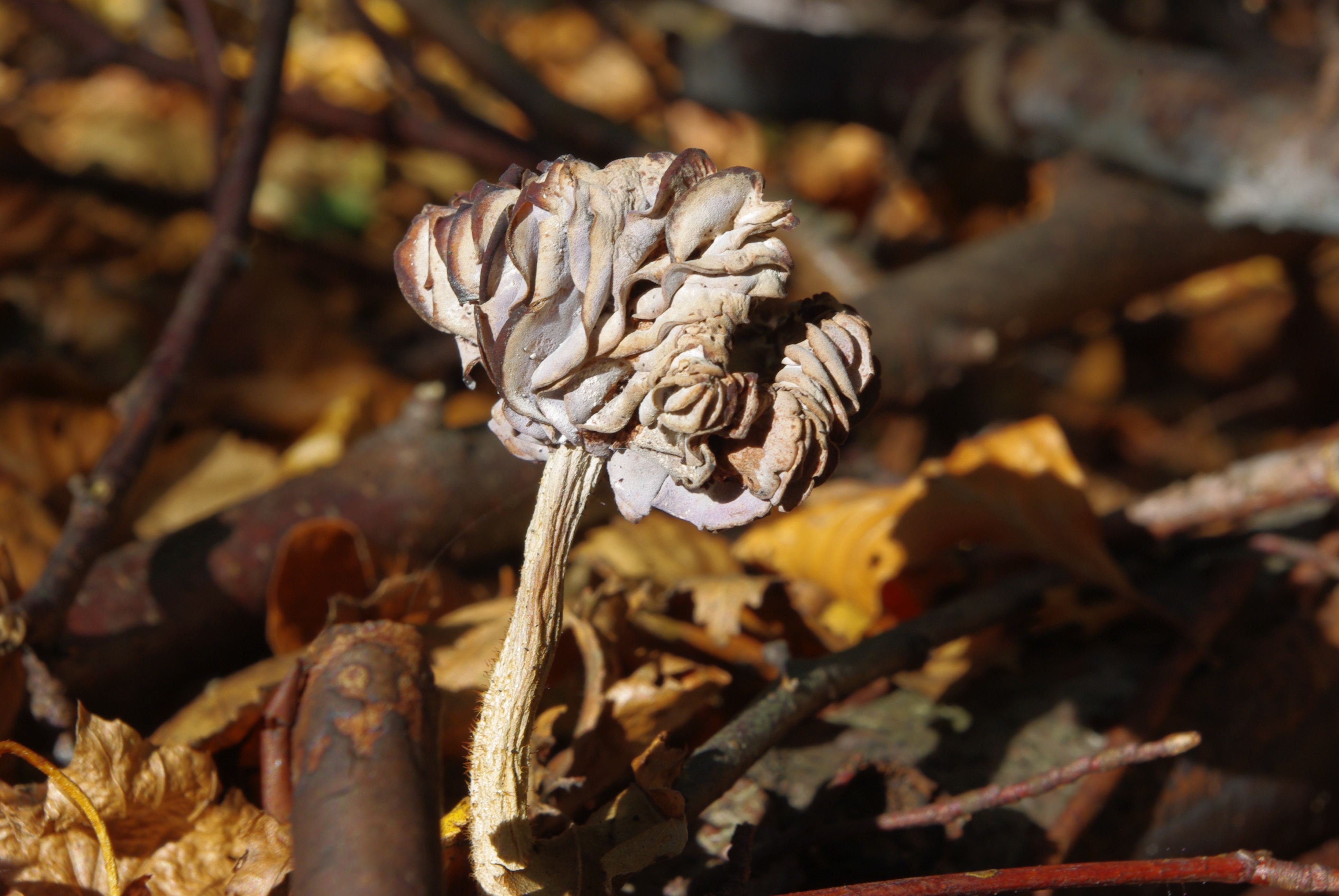 outdoors, dried, flower, beauty in nature, growth, high angle view, vulnerability, passed, food, fragility, focus on foreground, leaf, plant part, fall foliage, HD Wallpaper