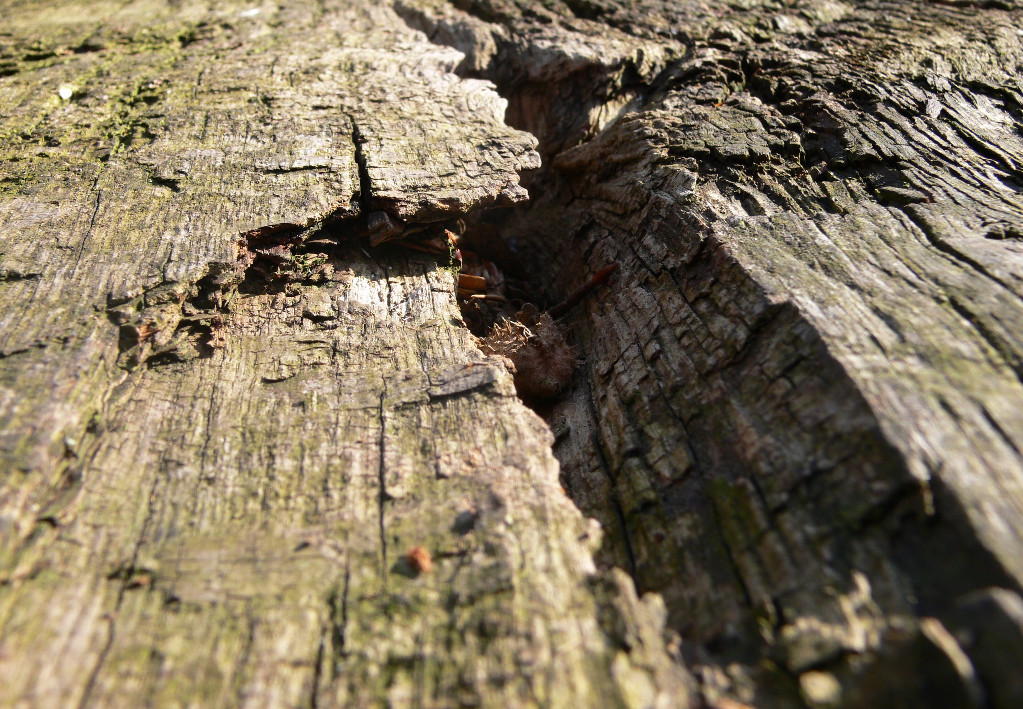 rough, outdoors, log, plant, forest, animal, animals in the wild, death, wood - material, animal wildlife, no people, outdoor, live, grain, selective focus, HD Wallpaper