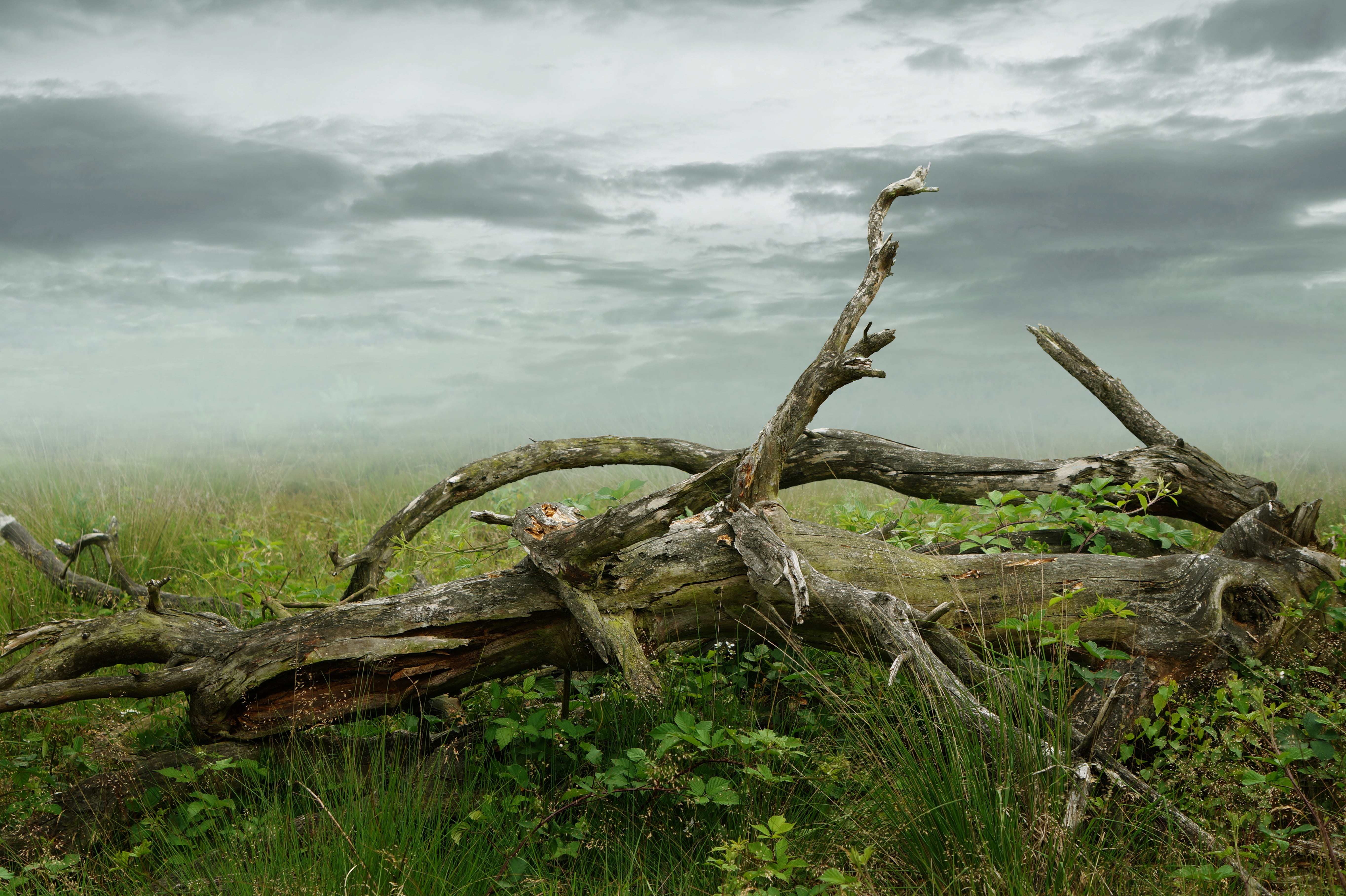 fallen tree, brown, tranquility, animal wildlife, sky, dead plant, trunk, nature, weathered baum, alligator, gnarled, waldsterben, beauty in nature, tree trunk, HD Wallpaper