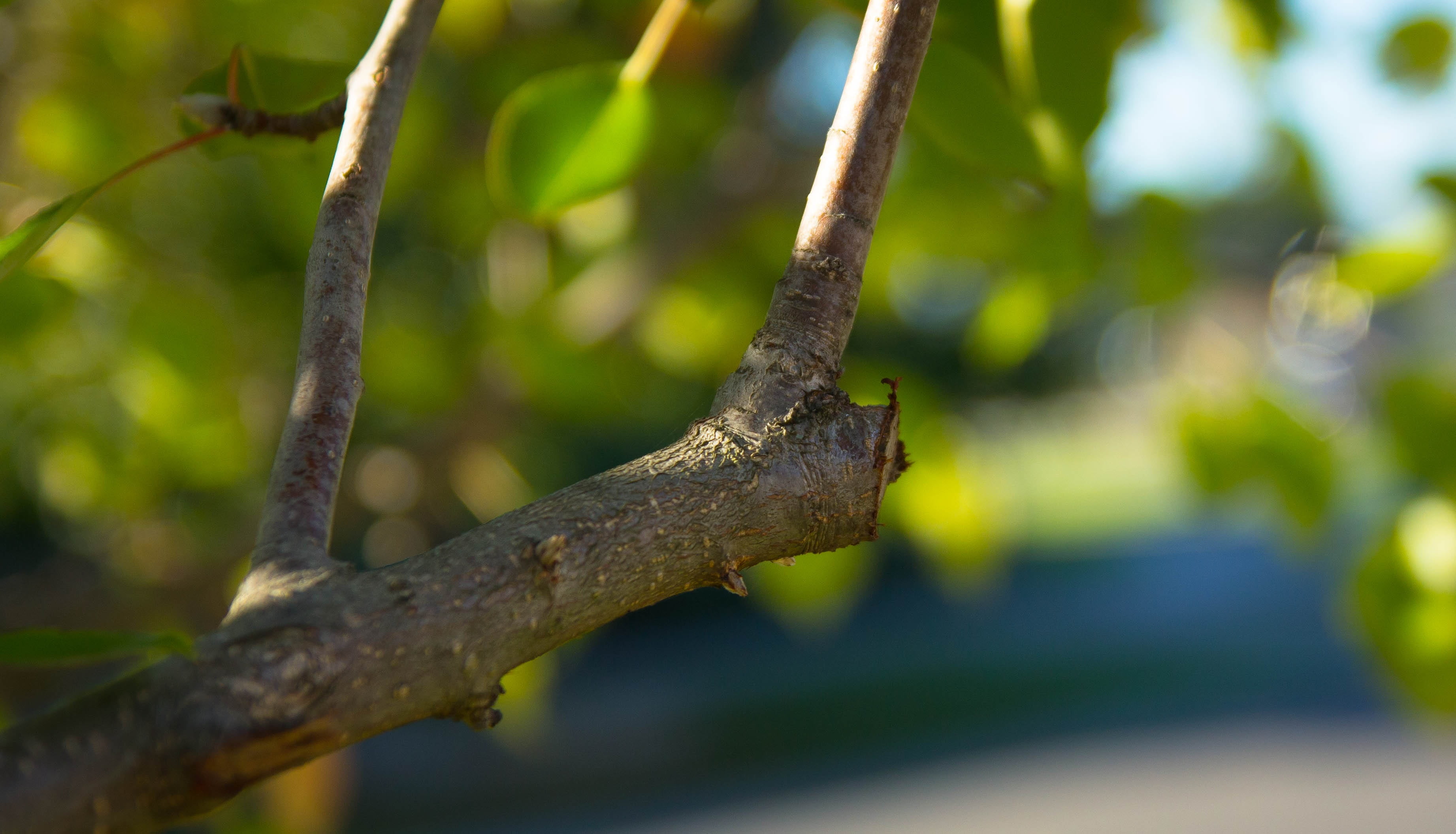 tranquility, tree, close-up, pruning, forest, rainforest, focus on foreground, tree trunk, brown, closeup, 2K, branch, plant, trunk, plant part, growth, HD Wallpaper