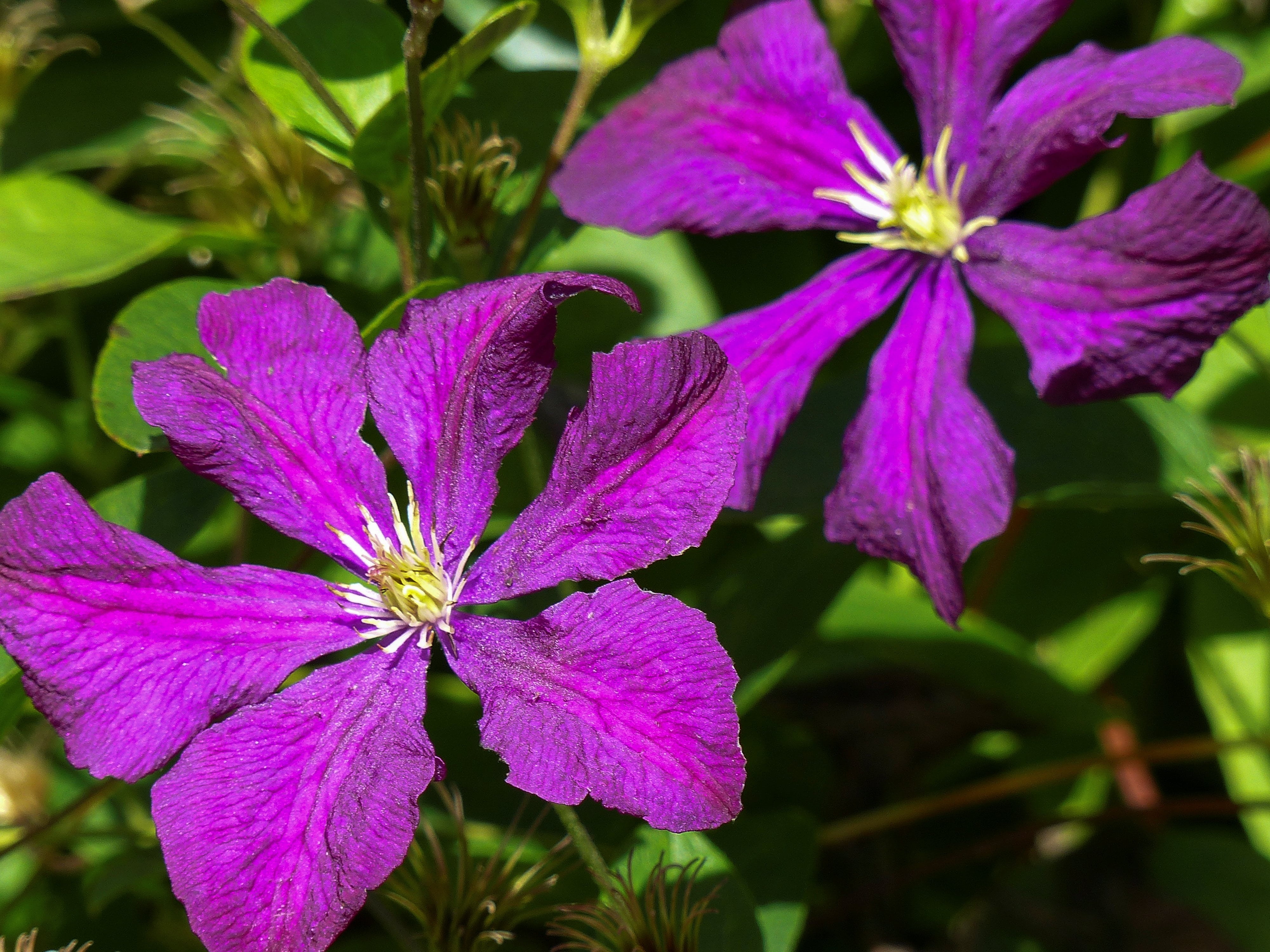 close-up, plant part, growth, day, no people, clematis, 4K, plant, jackmanii, prune, vulnerability, beauty in nature, macro, beautiful, flowering plant, HD Wallpaper