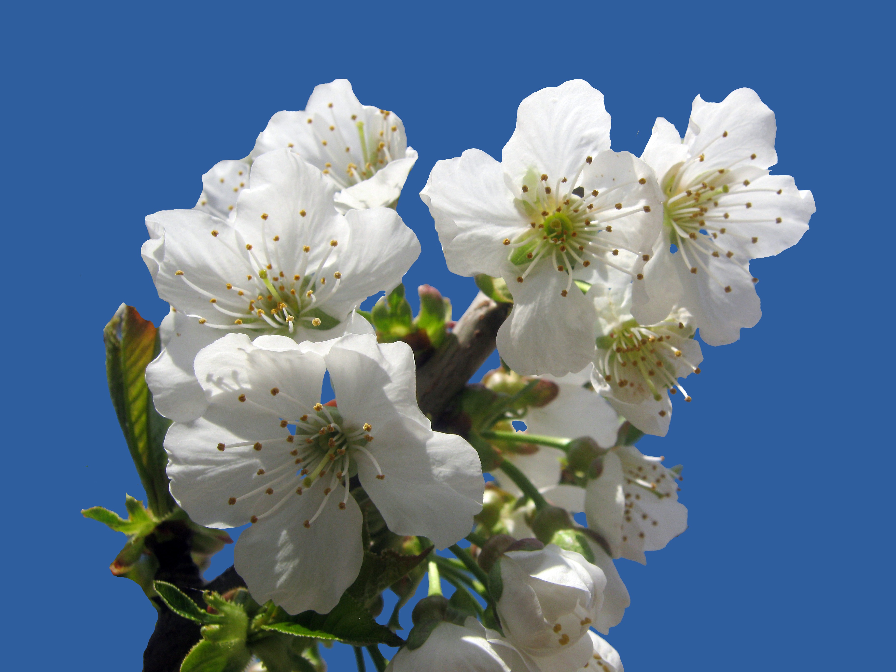 spring, easter, close-up, flower, garden, beauty in nature, vulnerability, sky, gardeners, flower head, flowering plant, blossom, flower arrangement, pollen, HD Wallpaper