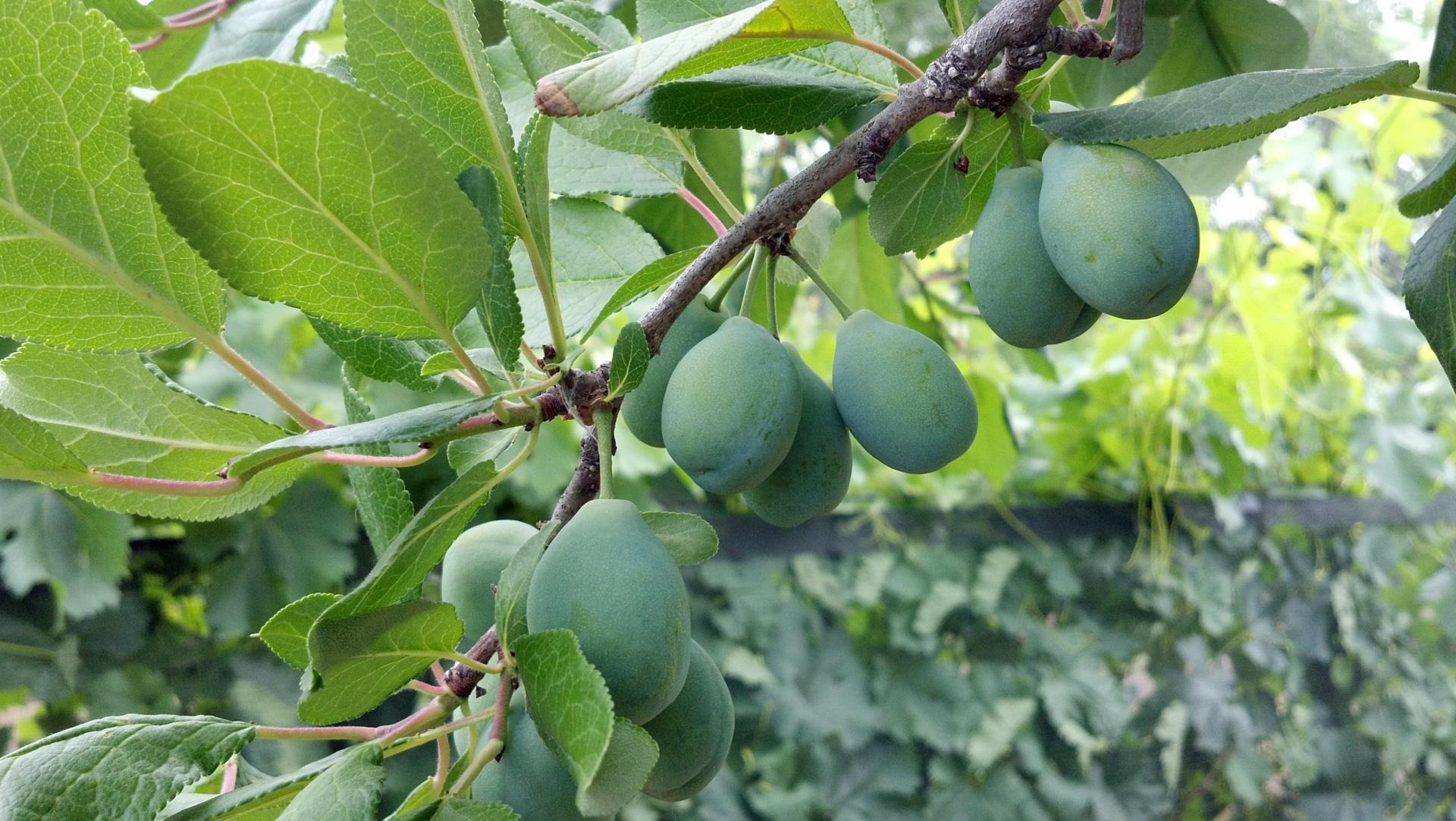 food and drink, hanging, ripe, 1080P, harvest, nature, green color, tree, prunes, fruit, plant, no people, leaf, day, growth, close-up, agriculture, outdoors, HD Wallpaper
