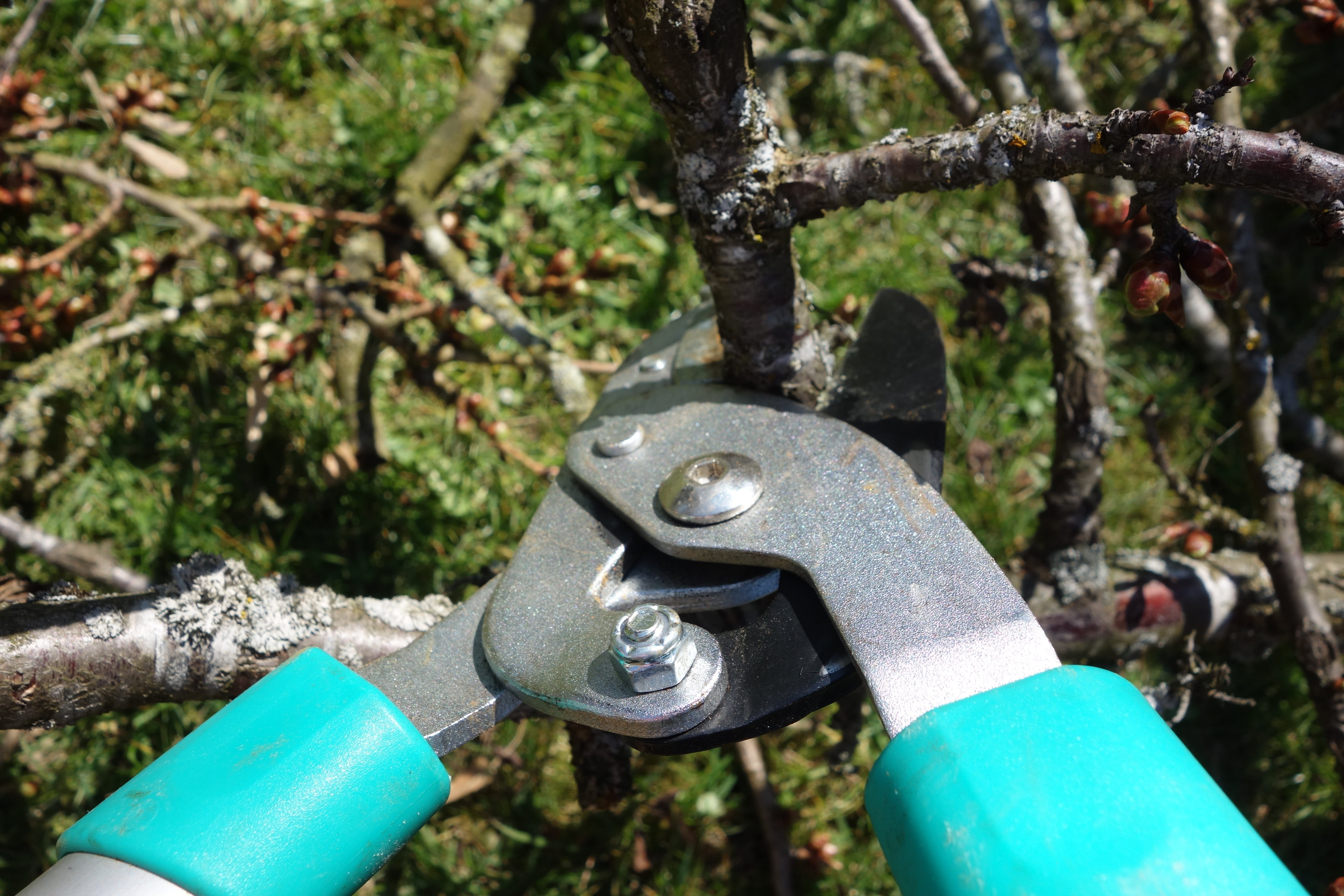 forest, growth, gardening equipment, blades, green, scissors, plant, gardening, autumn, no people, garden, section, branch, closeup, pliers, brown, trunk, HD Wallpaper