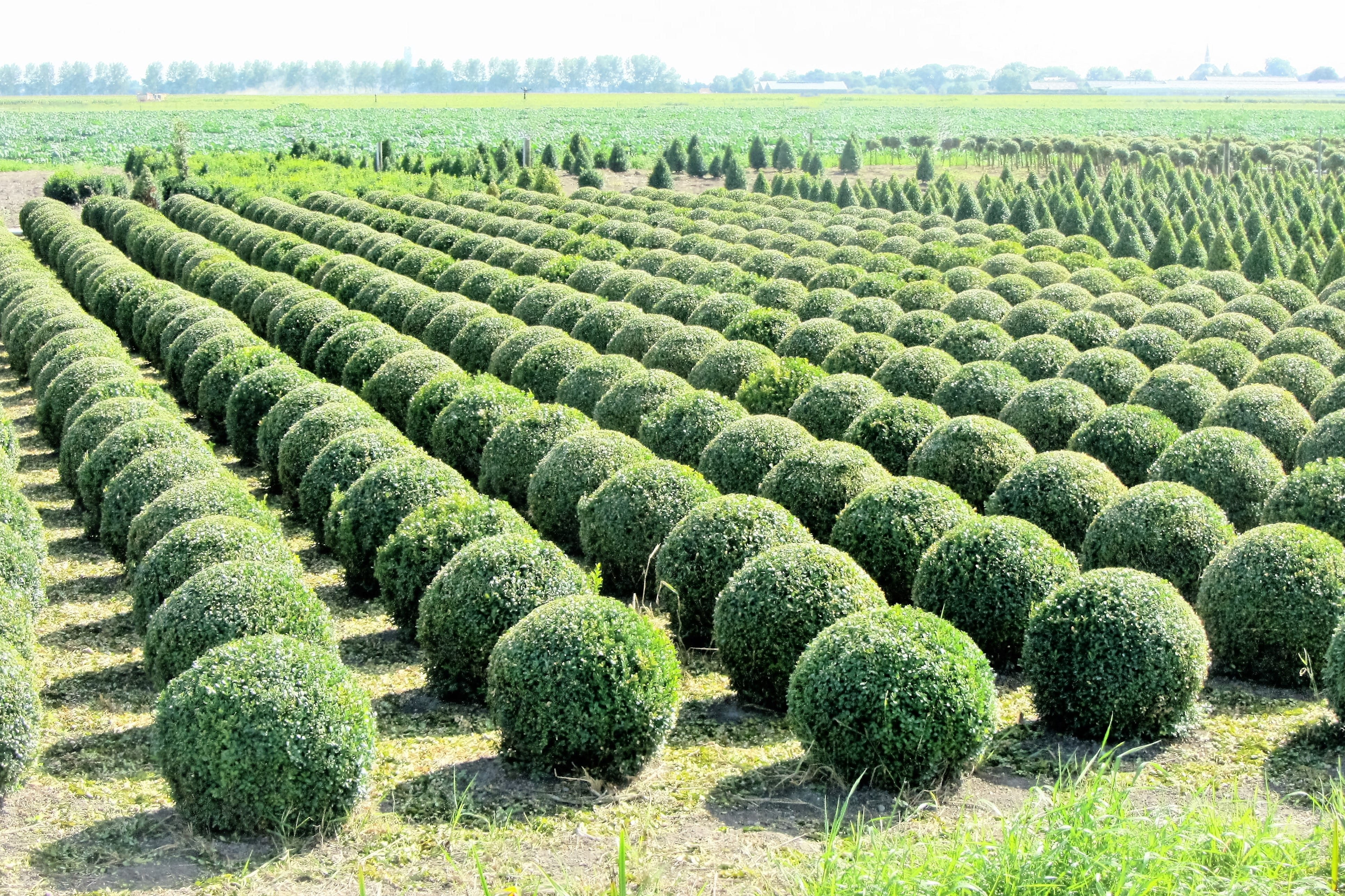 bush, tree nursery, landscape, order, green color, shrubs, farm, bol, outdoors, plant, scenics - nature, growth, rural scene, land, garden center, around, HD Wallpaper
