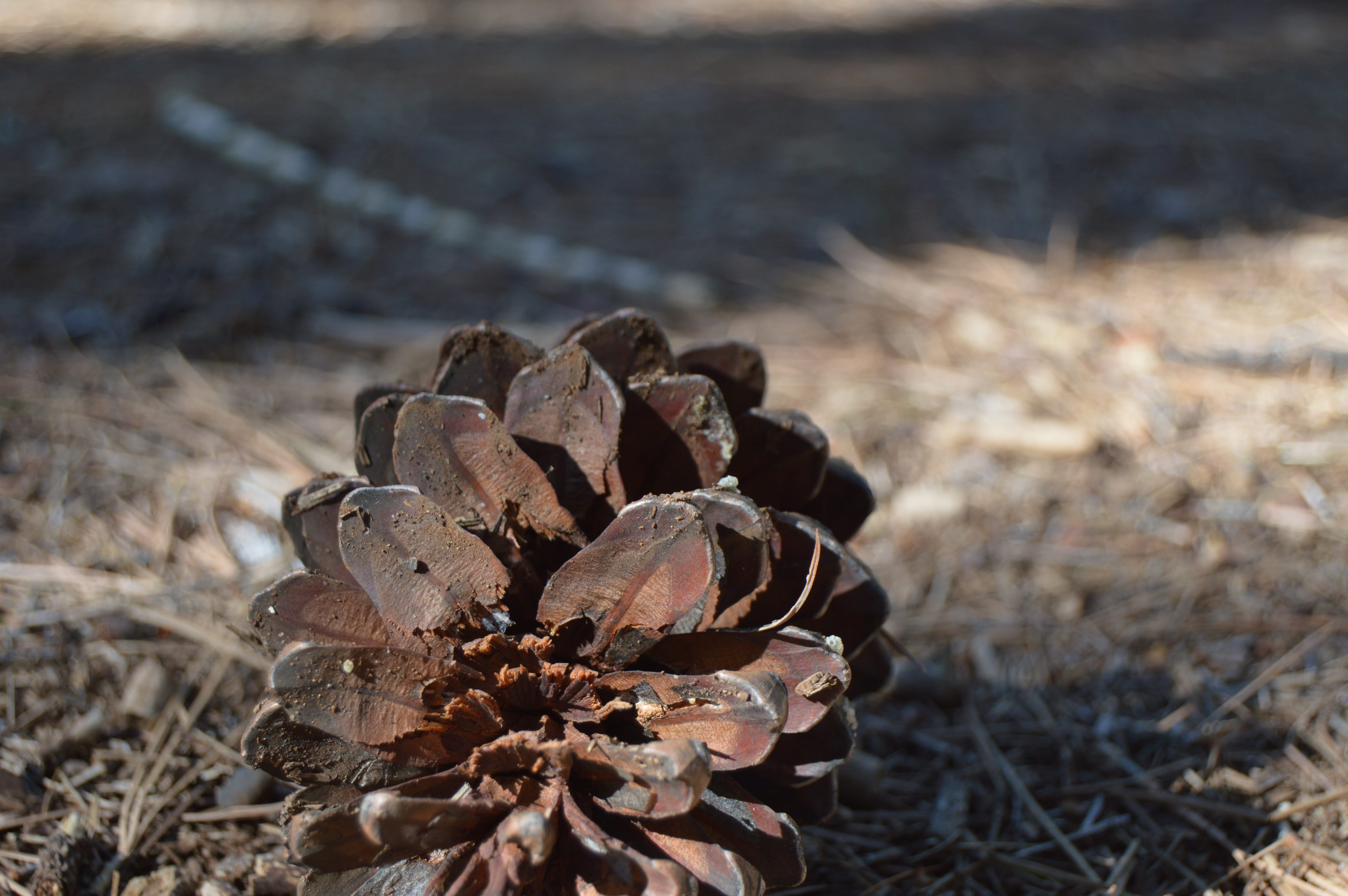 cigales, strain, close-up, beauty in nature, land, wood - material, dry, 5K, stack, brown, sunlight, field, day, plant, nature, grass, outdoors, selective focus, HD Wallpaper