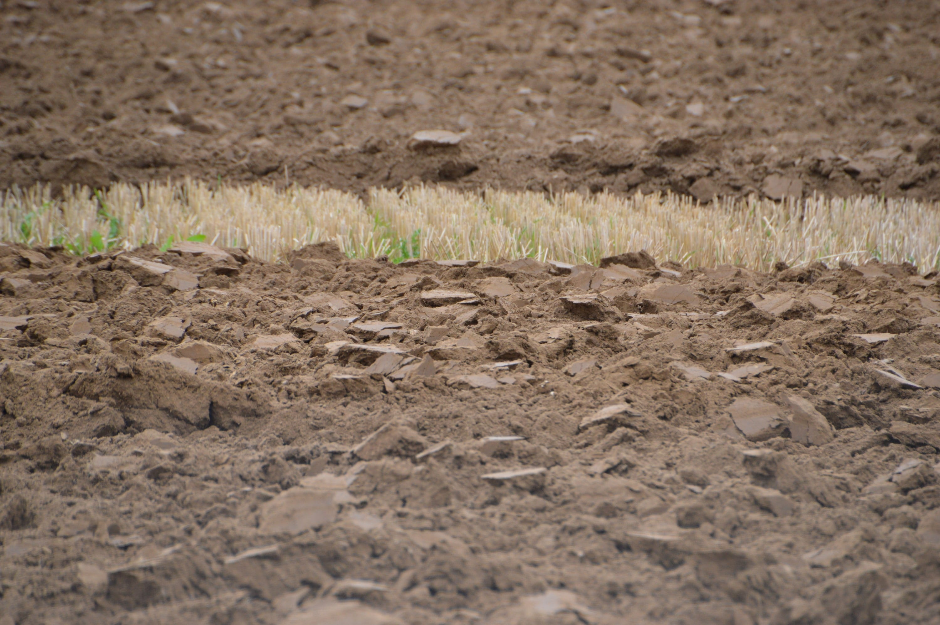 planting, cut, farmer, crop, farm, no people, plant, dirt, the working of the earth, surface level, beauty in nature, growth, field, nature, cereal plant, HD Wallpaper