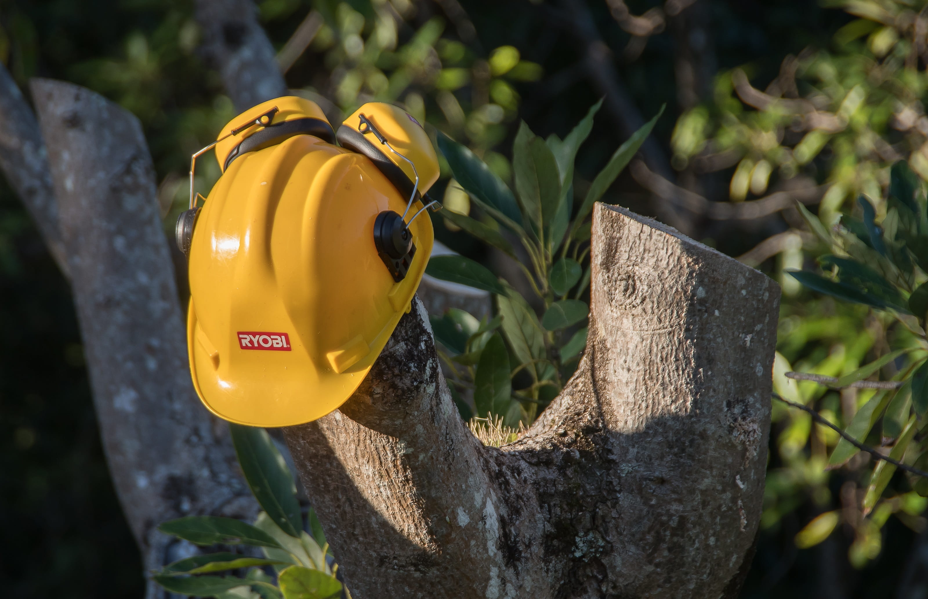 focus on foreground, rock, communication, sunlight, timber, day, growth, nature, safety, no people, pruning, trunk, close-up, watering can, rock - object, HD Wallpaper