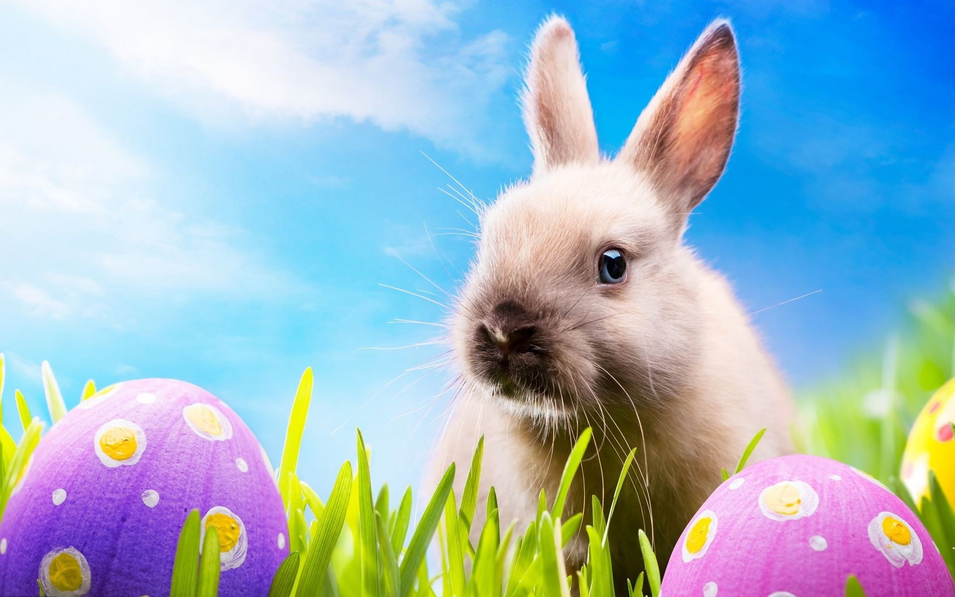 eggs, brown, Egg, Easter, Rabbit, 1080P, HD Wallpaper