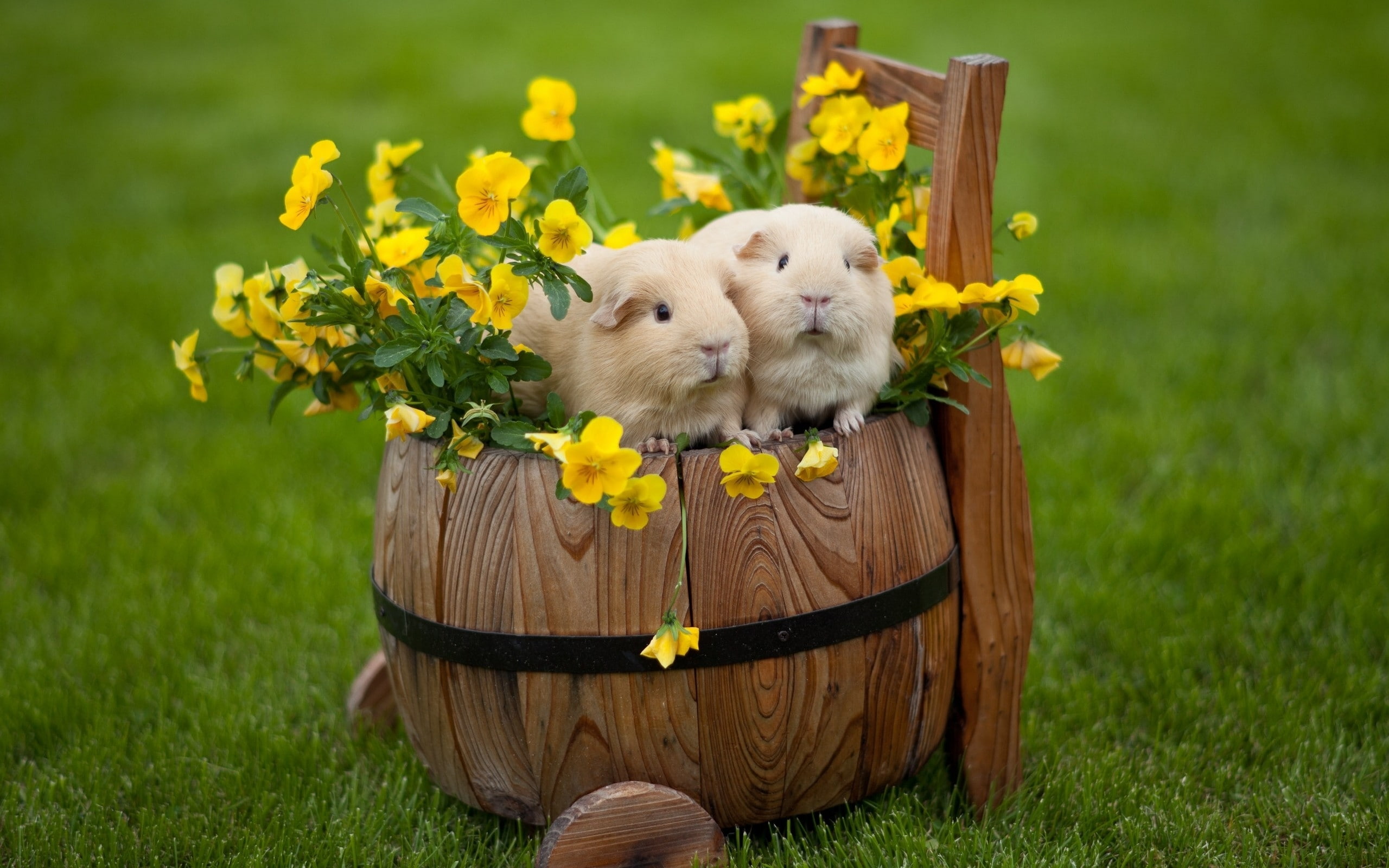 easter, 2K, rabbits, easter rabbits, happy, landscape, HD Wallpaper