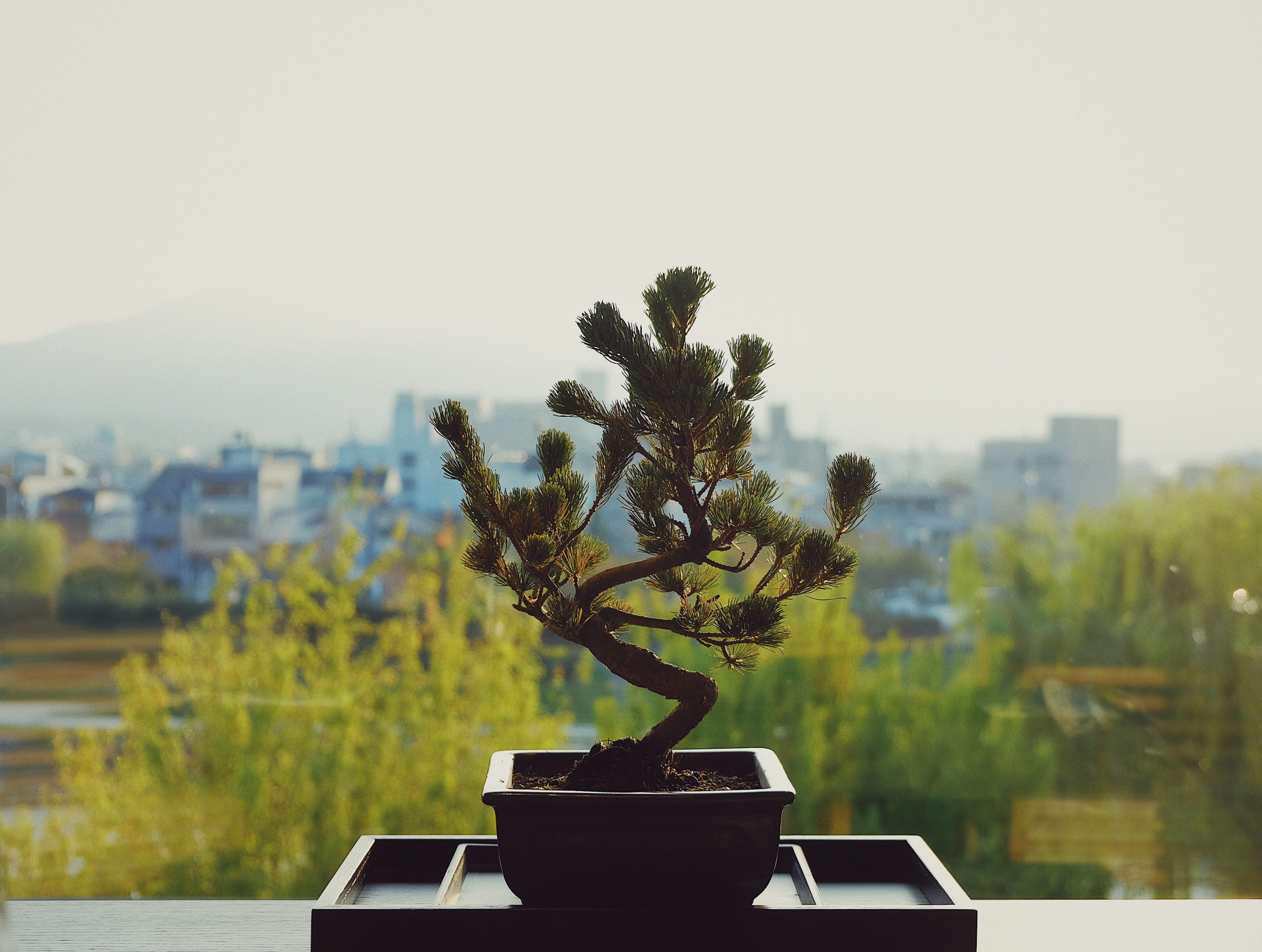 architecture, decoration, green, bonsai Tree, city, backgrounds, sky, building exterior, table, nature, 4K, flower Pot, tree, focus on foreground, potted plant, HD Wallpaper